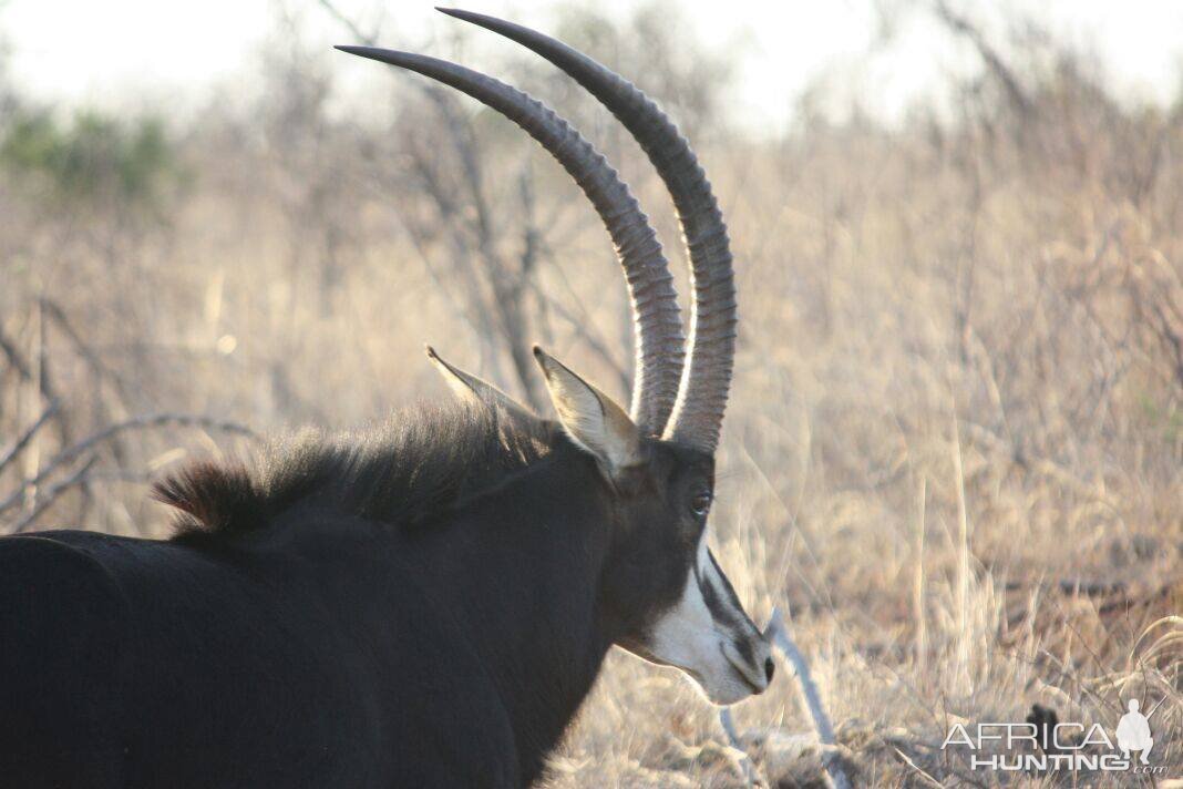 Sable Antelope South Africa