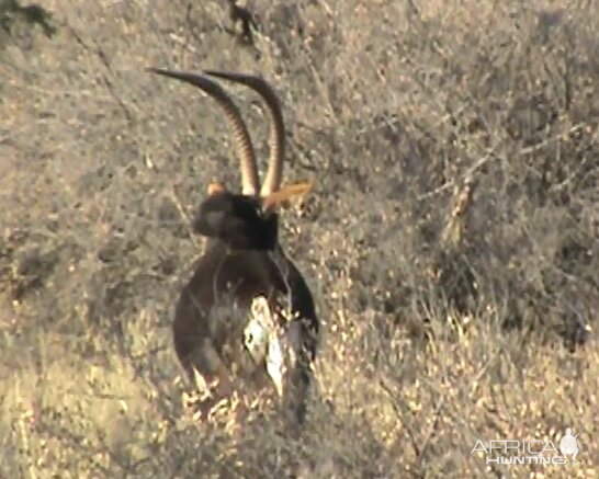 Sable Antelope South Africa