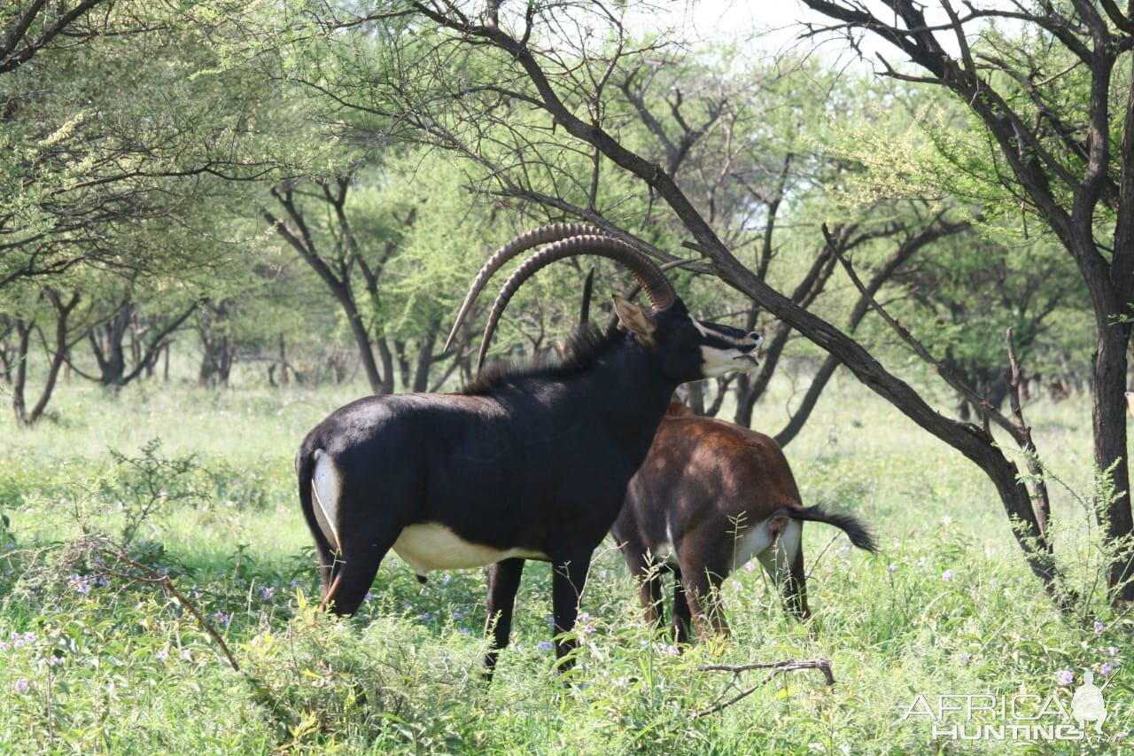 Sable Antelope South Africa