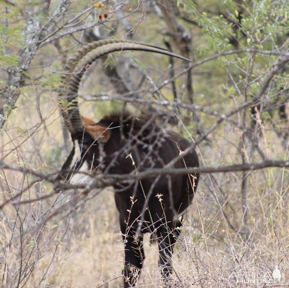 Sable Antelope South Africa