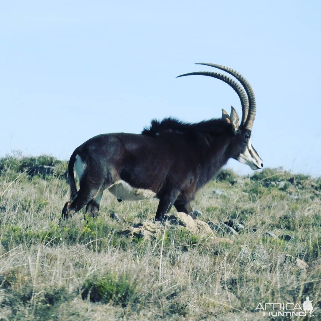 Sable Antelope South Africa