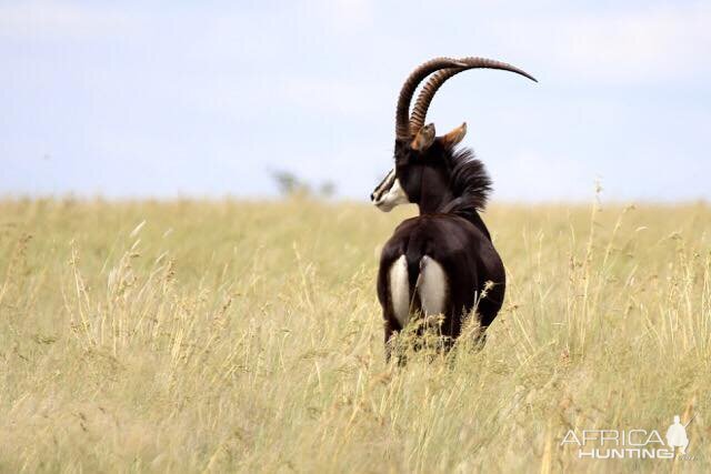 Sable Antelope South Africa