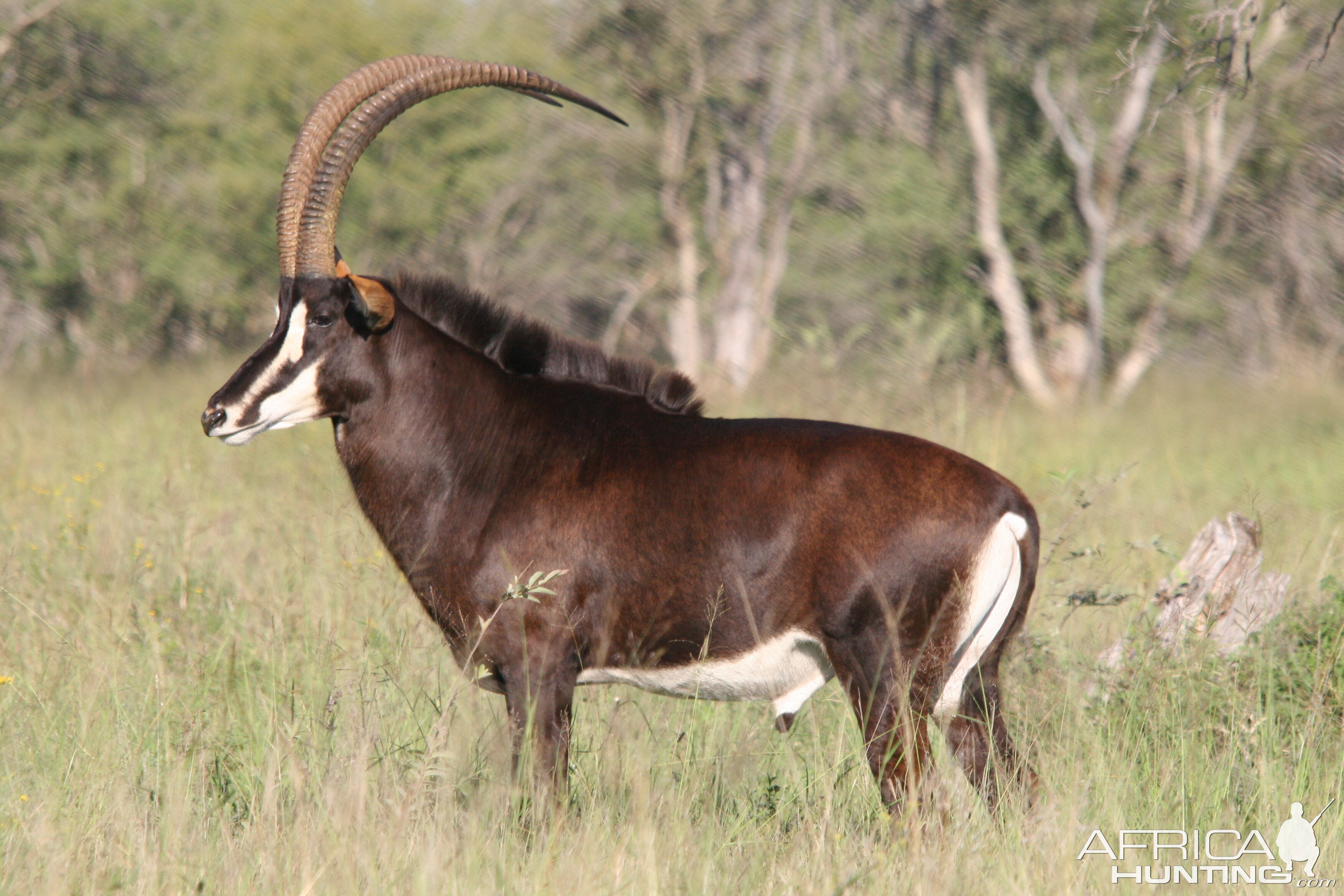 Sable Antelope South Africa