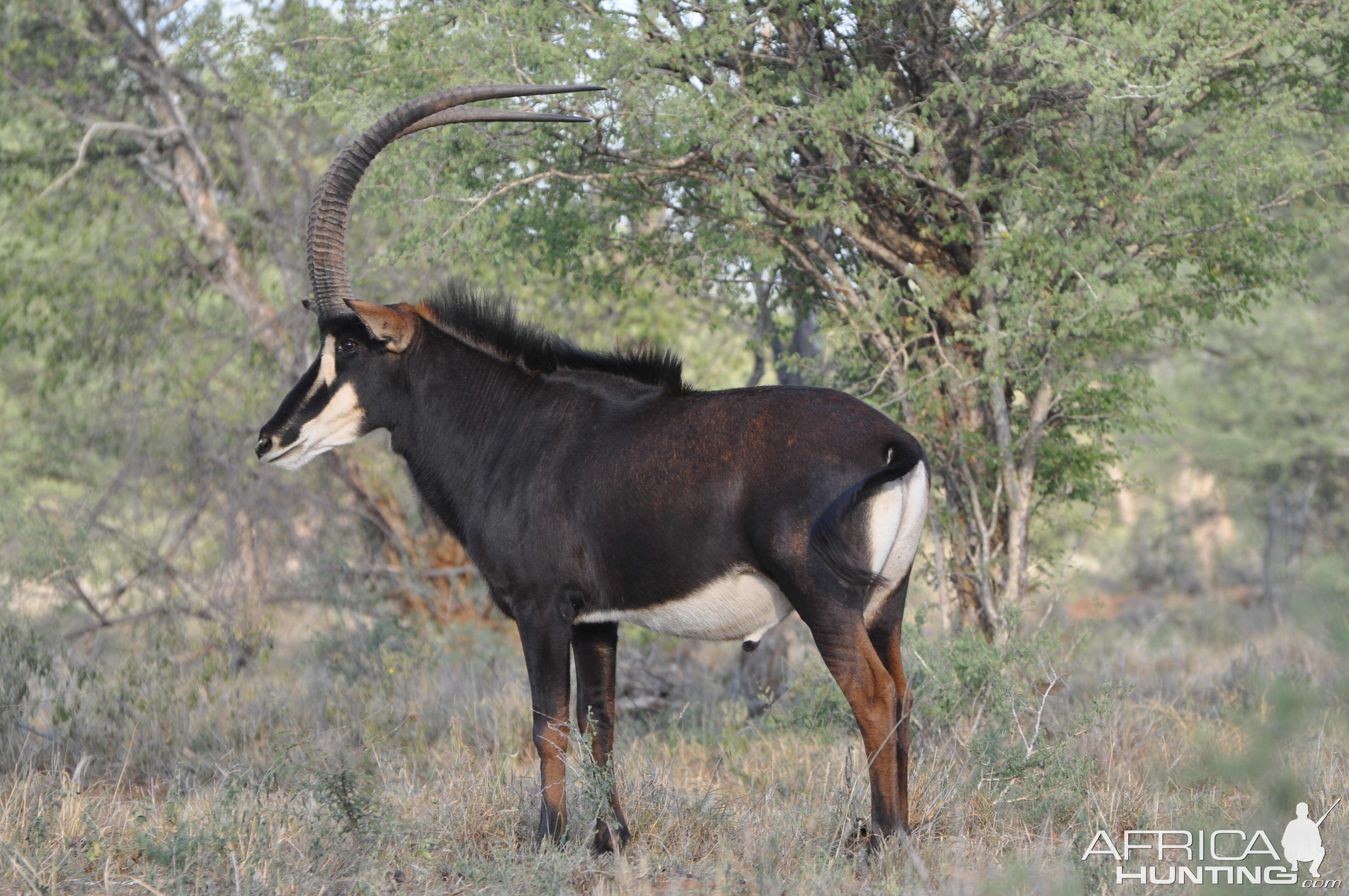 Sable Antelope South Africa