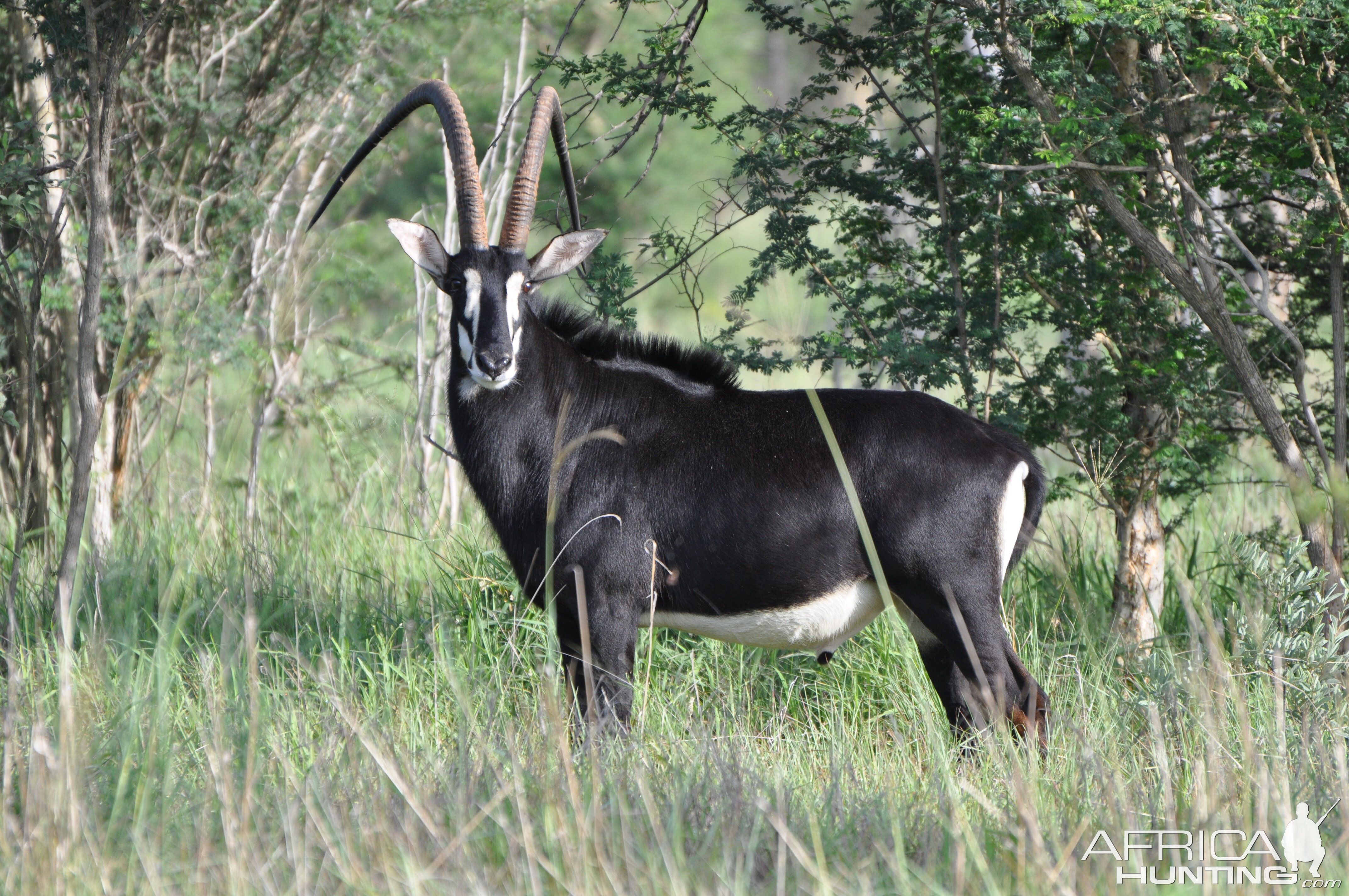 Sable Antelope South Africa