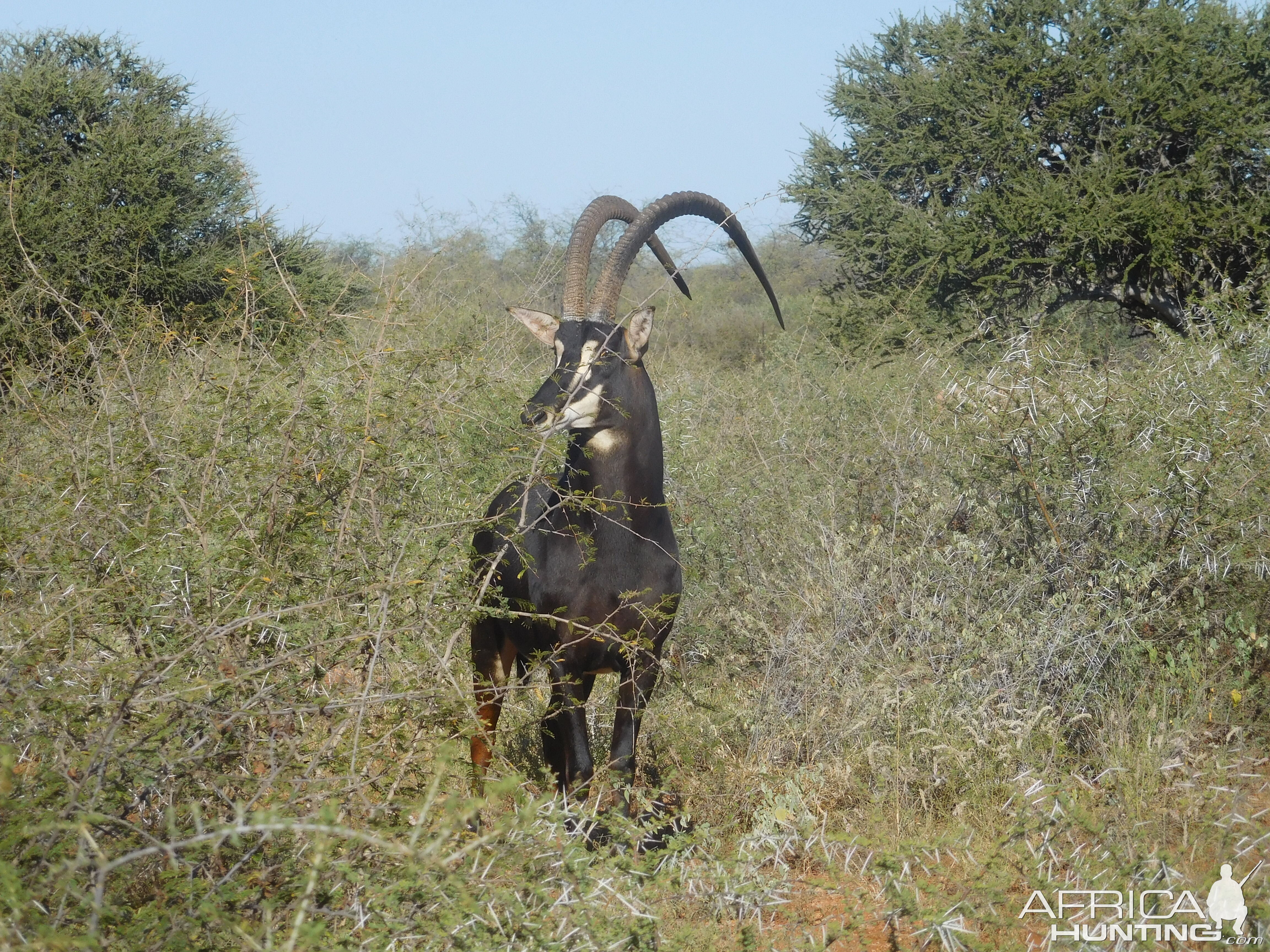 Sable Antelope South Africa