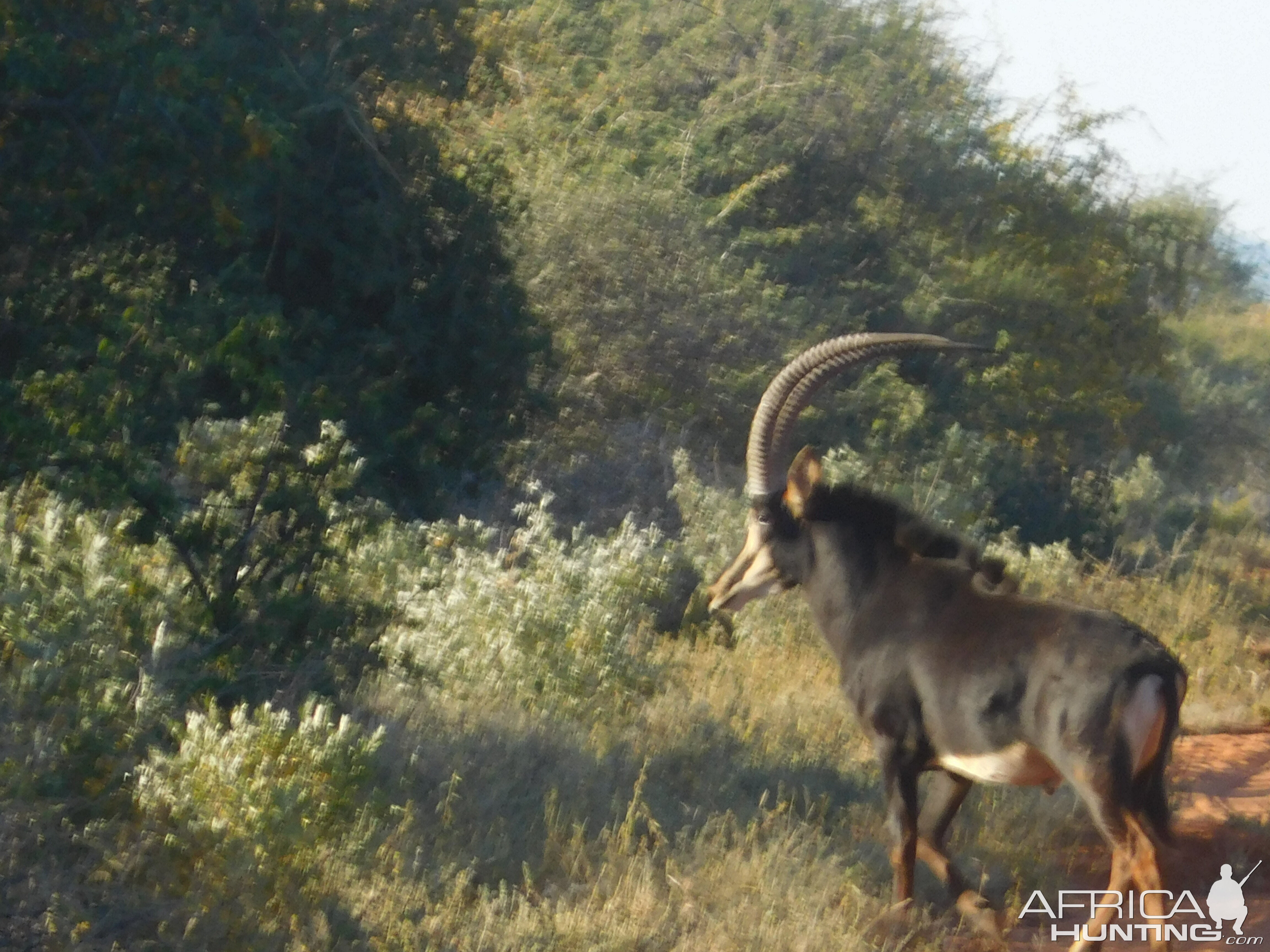 Sable Antelope South Africa