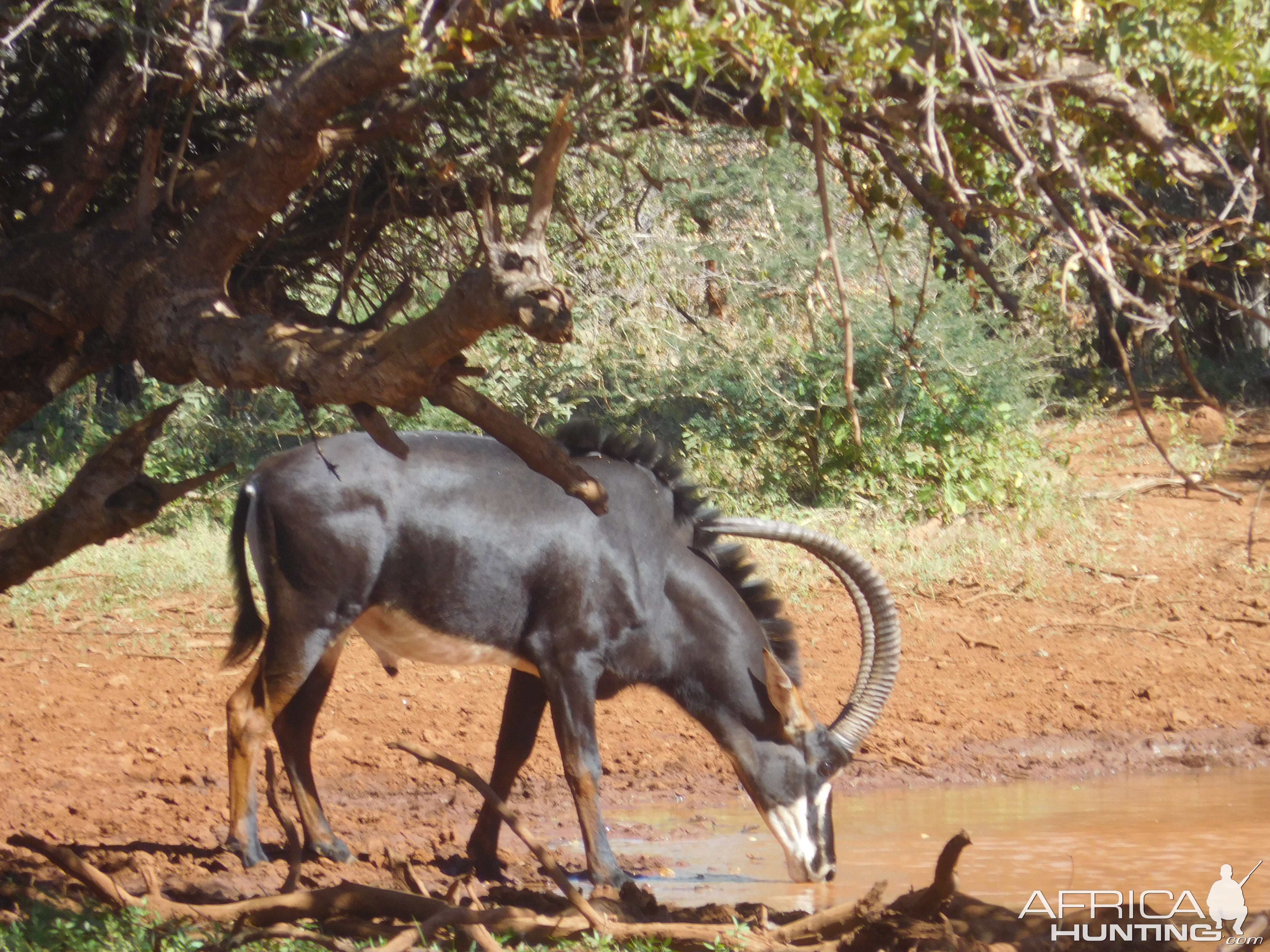 Sable Antelope South Africa