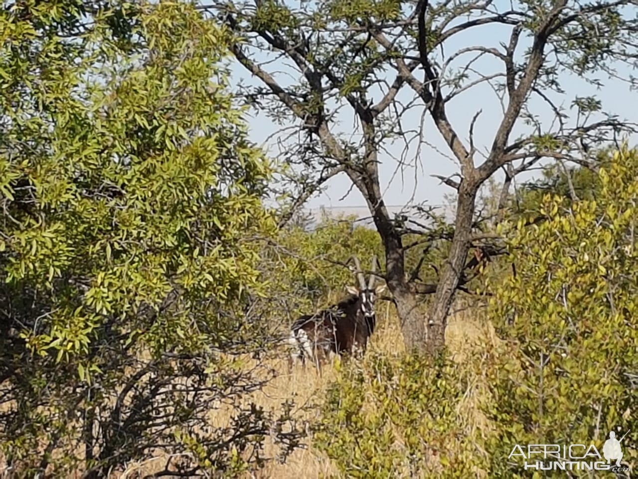 Sable Antelope South Africa