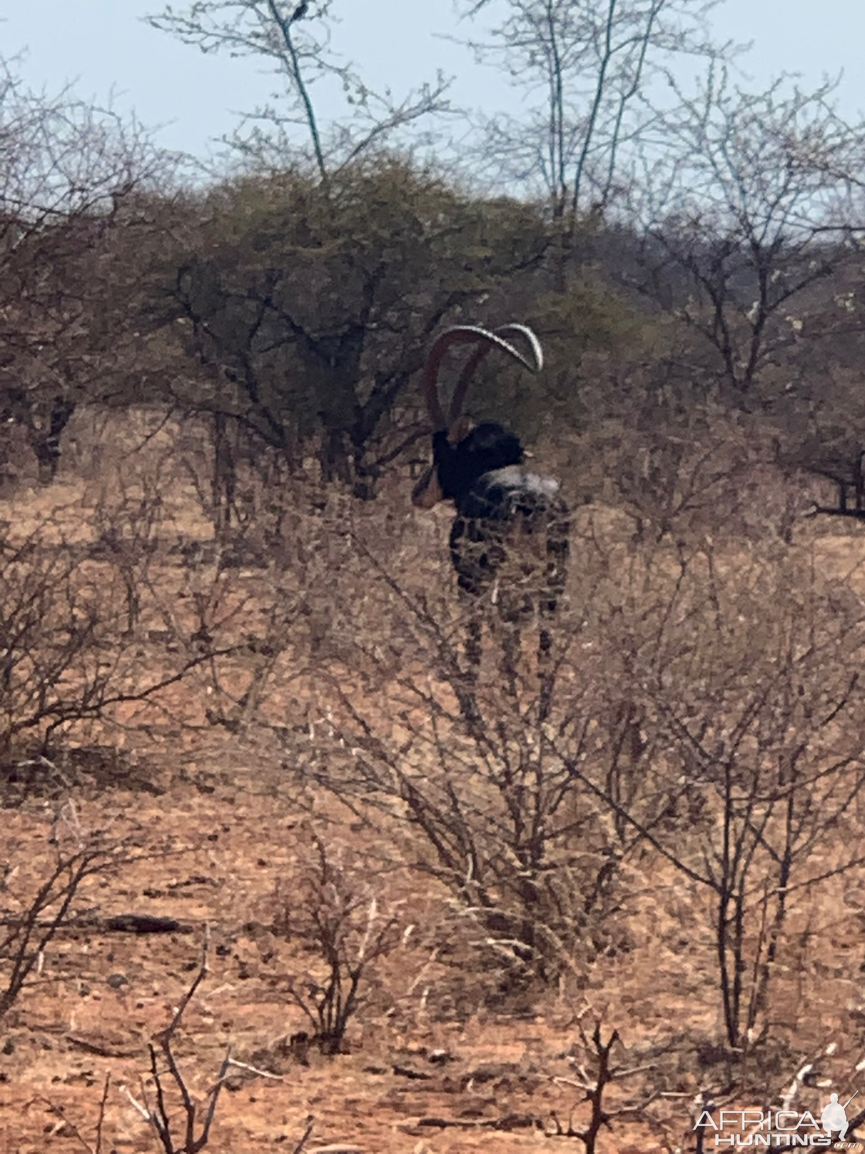 Sable Antelope South Africa