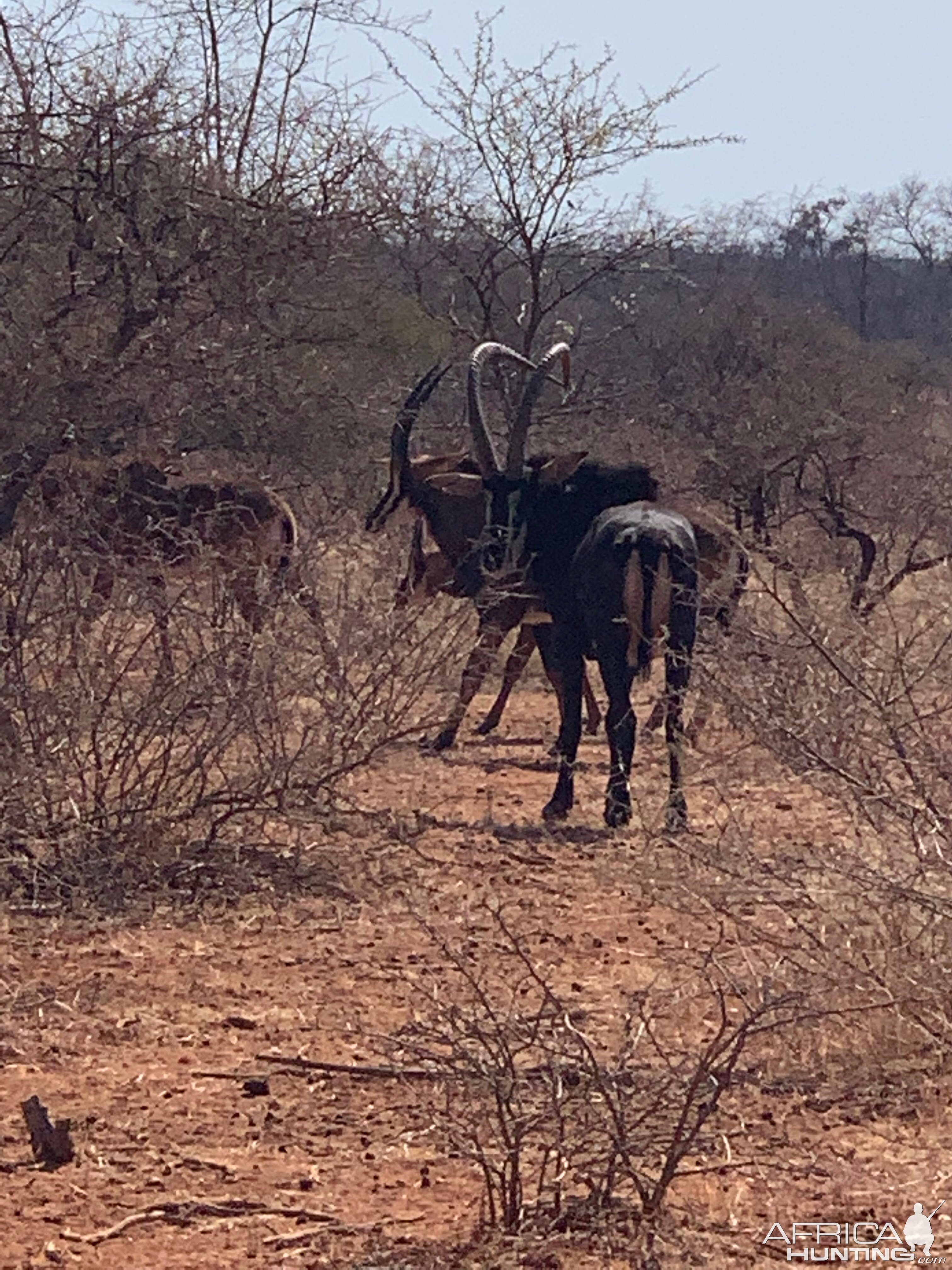 Sable Antelope South Africa