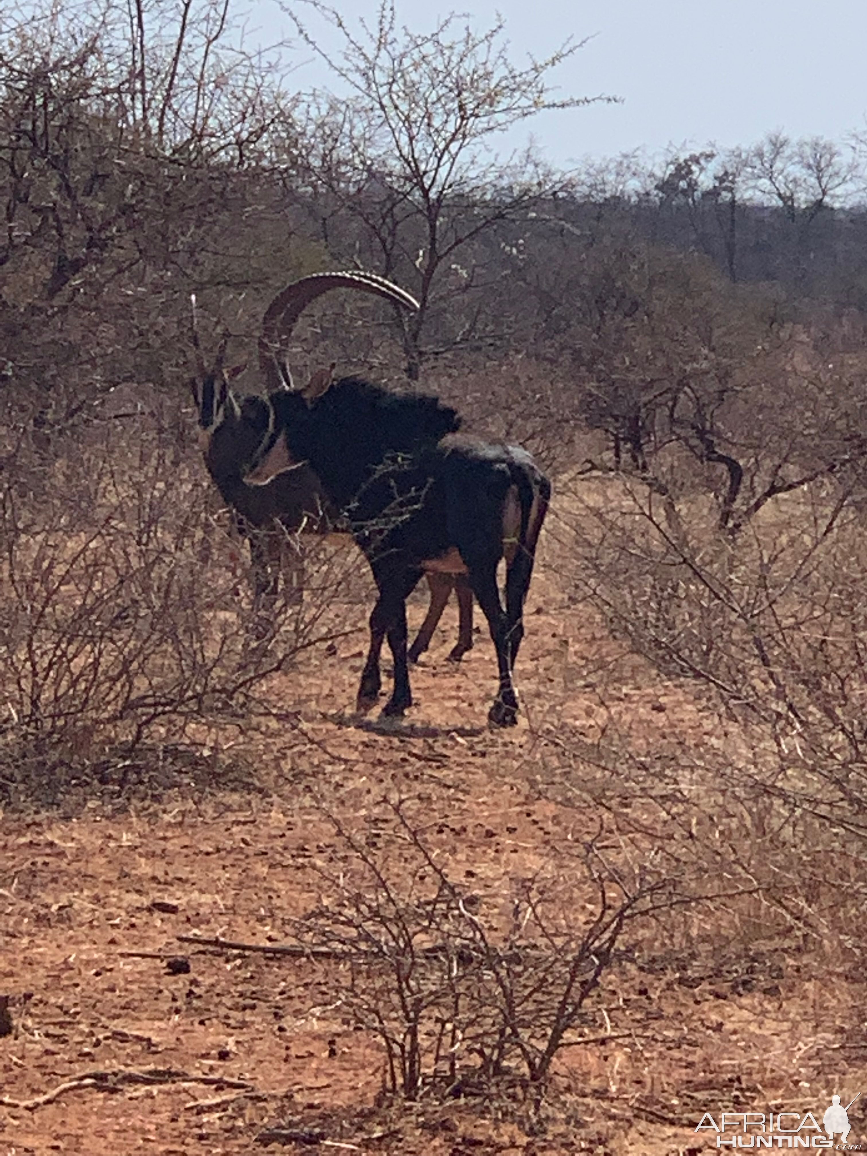 Sable Antelope South Africa