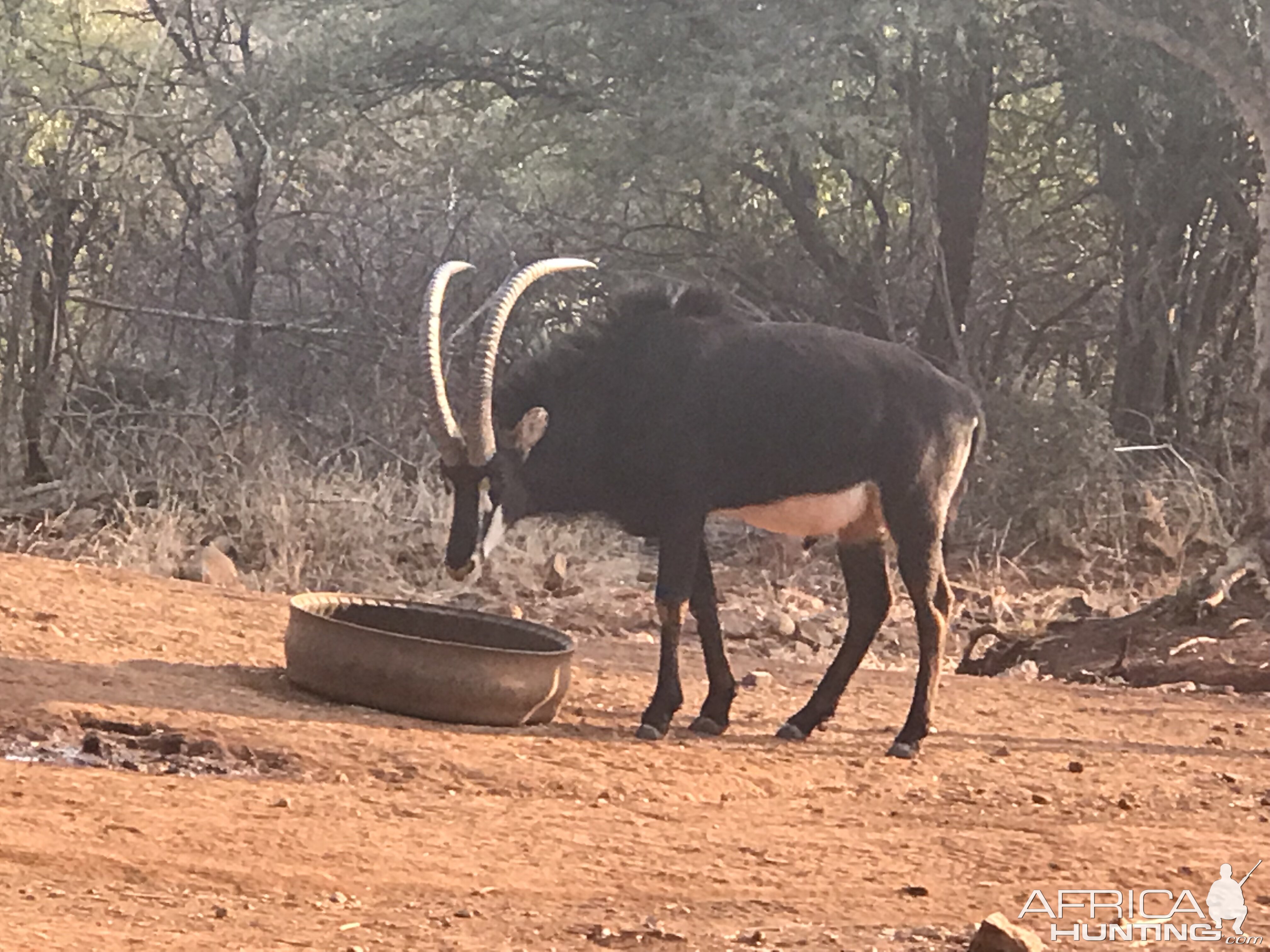 Sable Antelope South Africa