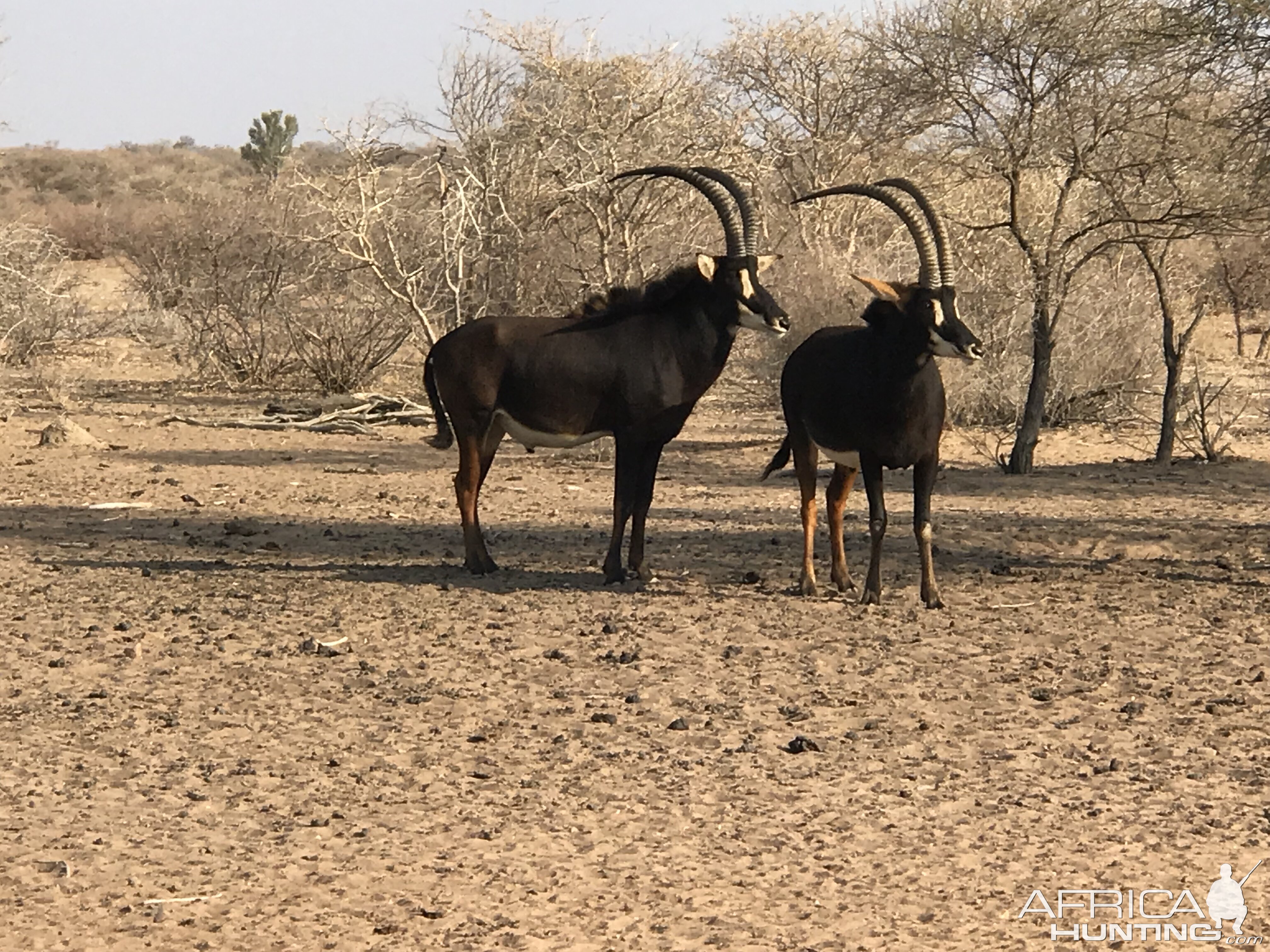 Sable Antelope South Africa