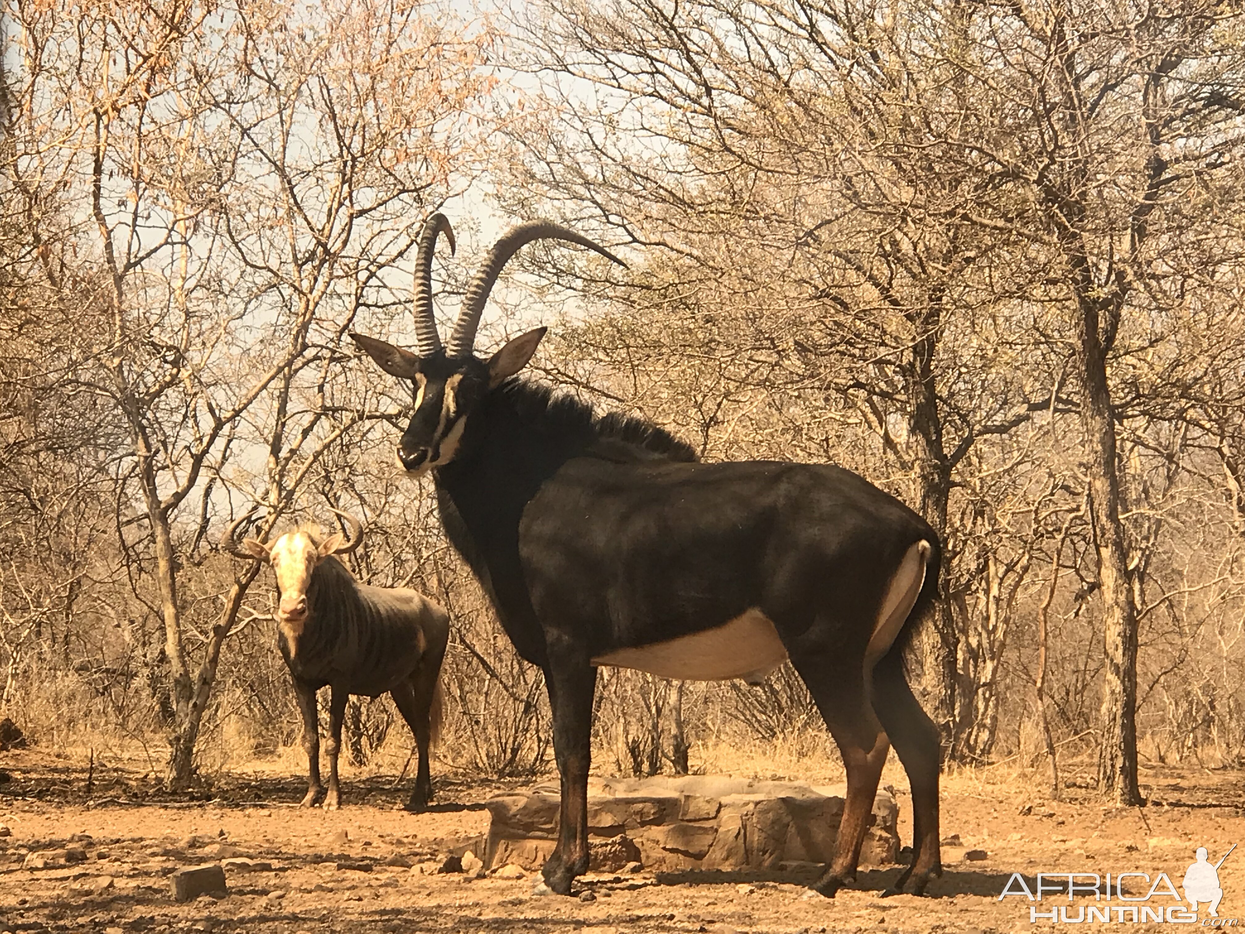 Sable Antelope South Africa