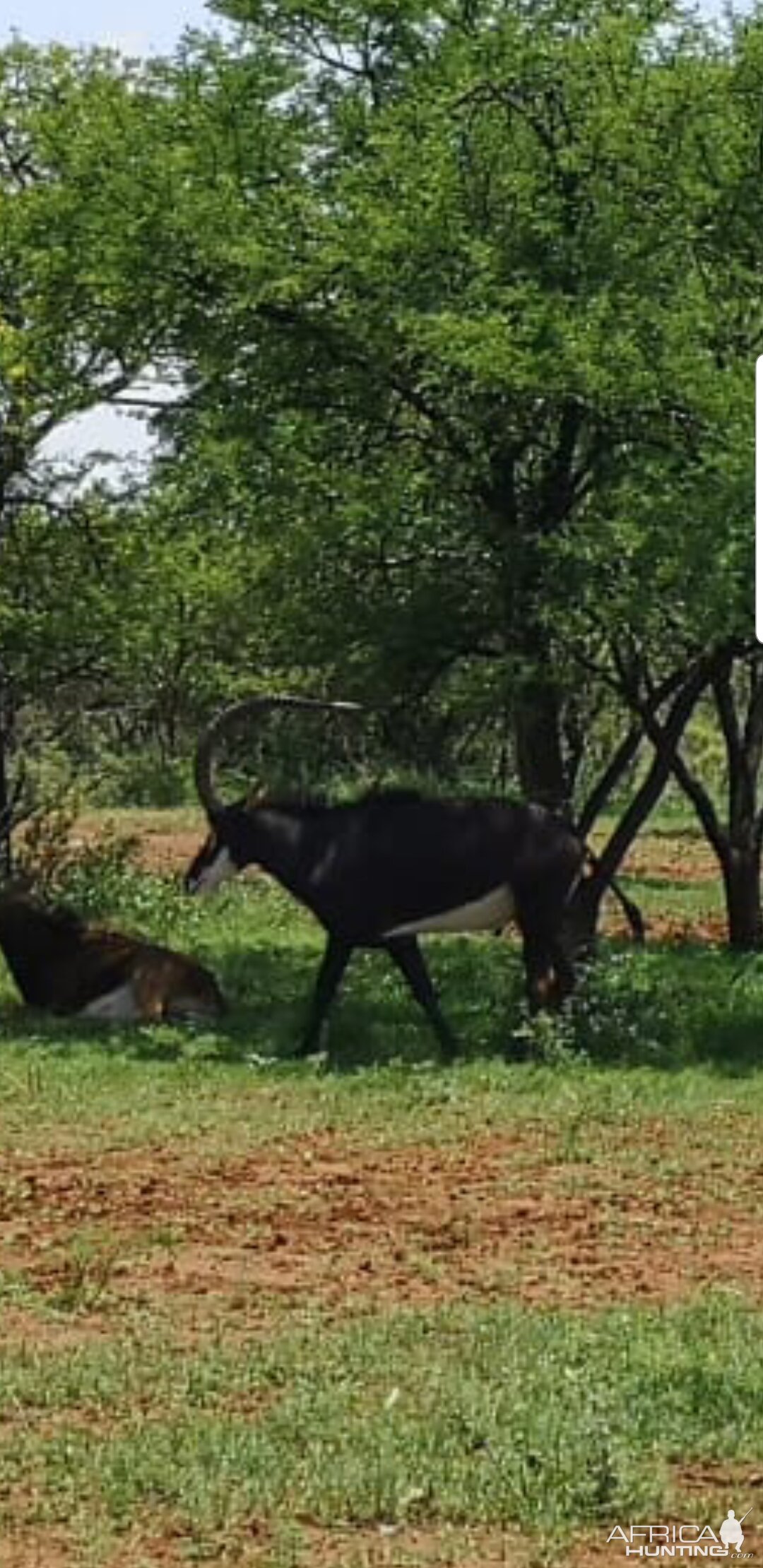 Sable Antelope South Africa