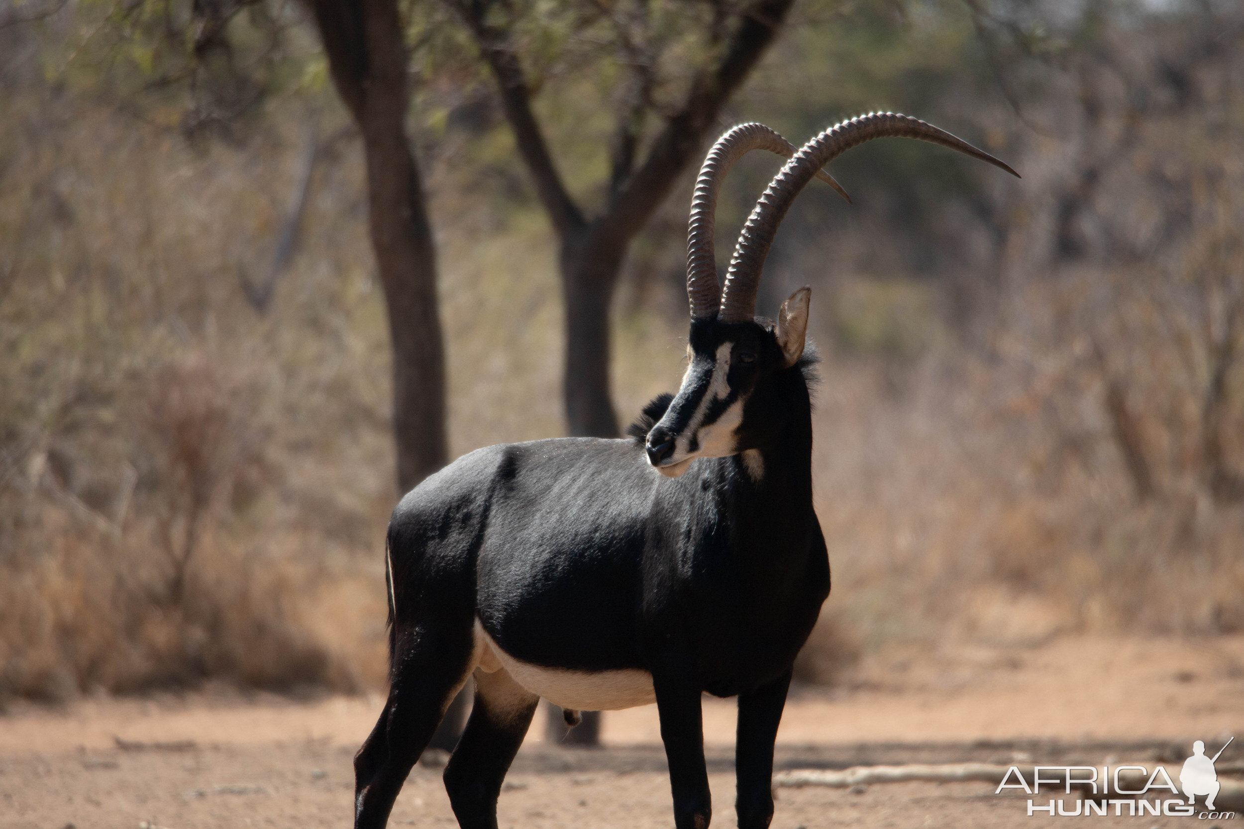 Sable Antelope South Africa