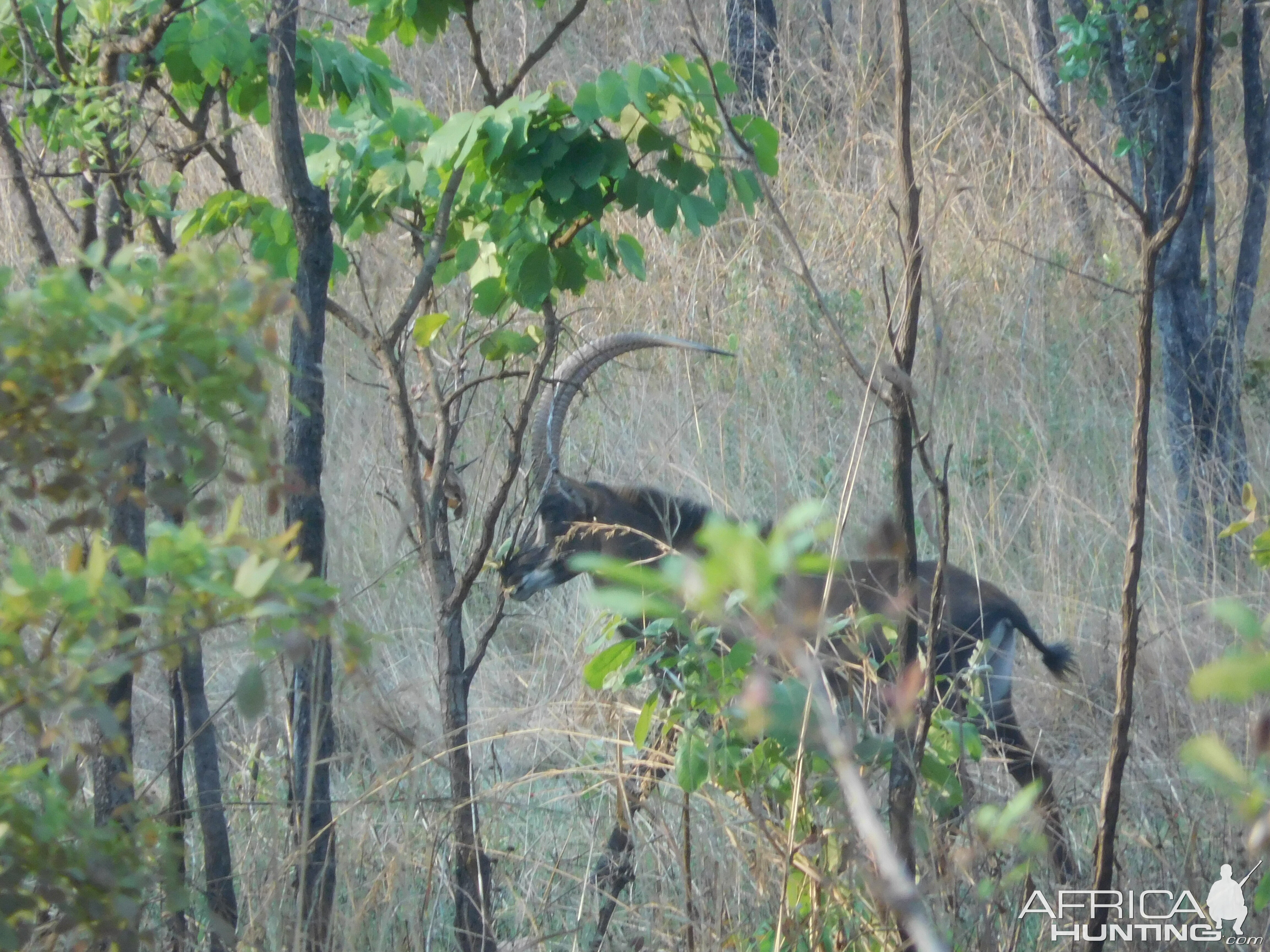 Sable Antelope Tanzania