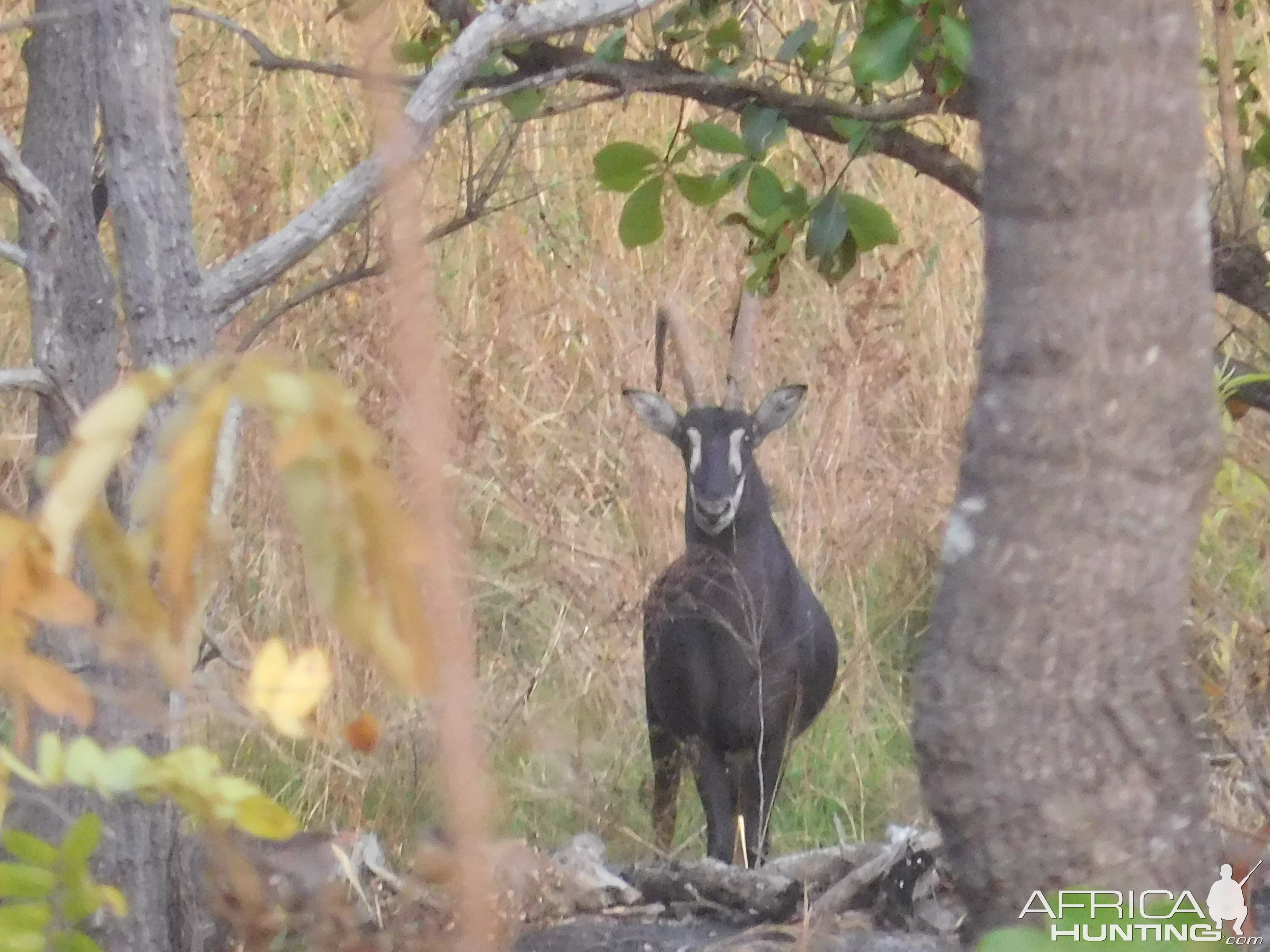 Sable Antelope Tanzania