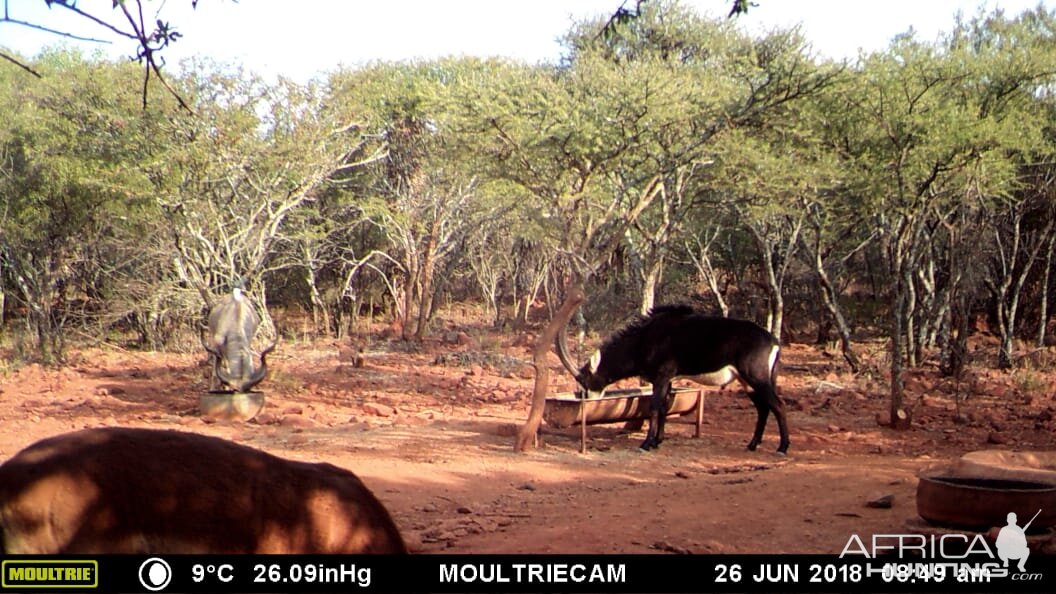 Sable Antelope Trail Cam Pictures South Africa