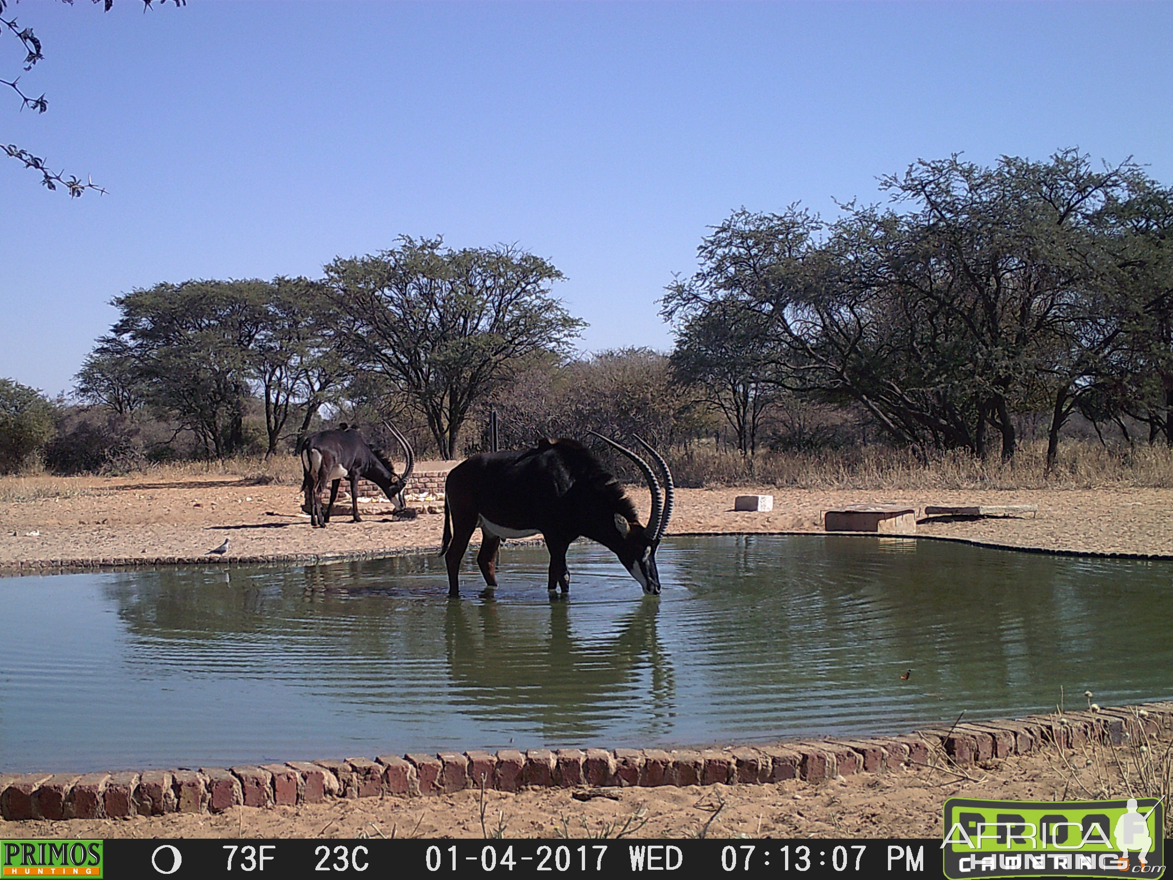 Sable Antelope Trail Cam Pictures South Africa