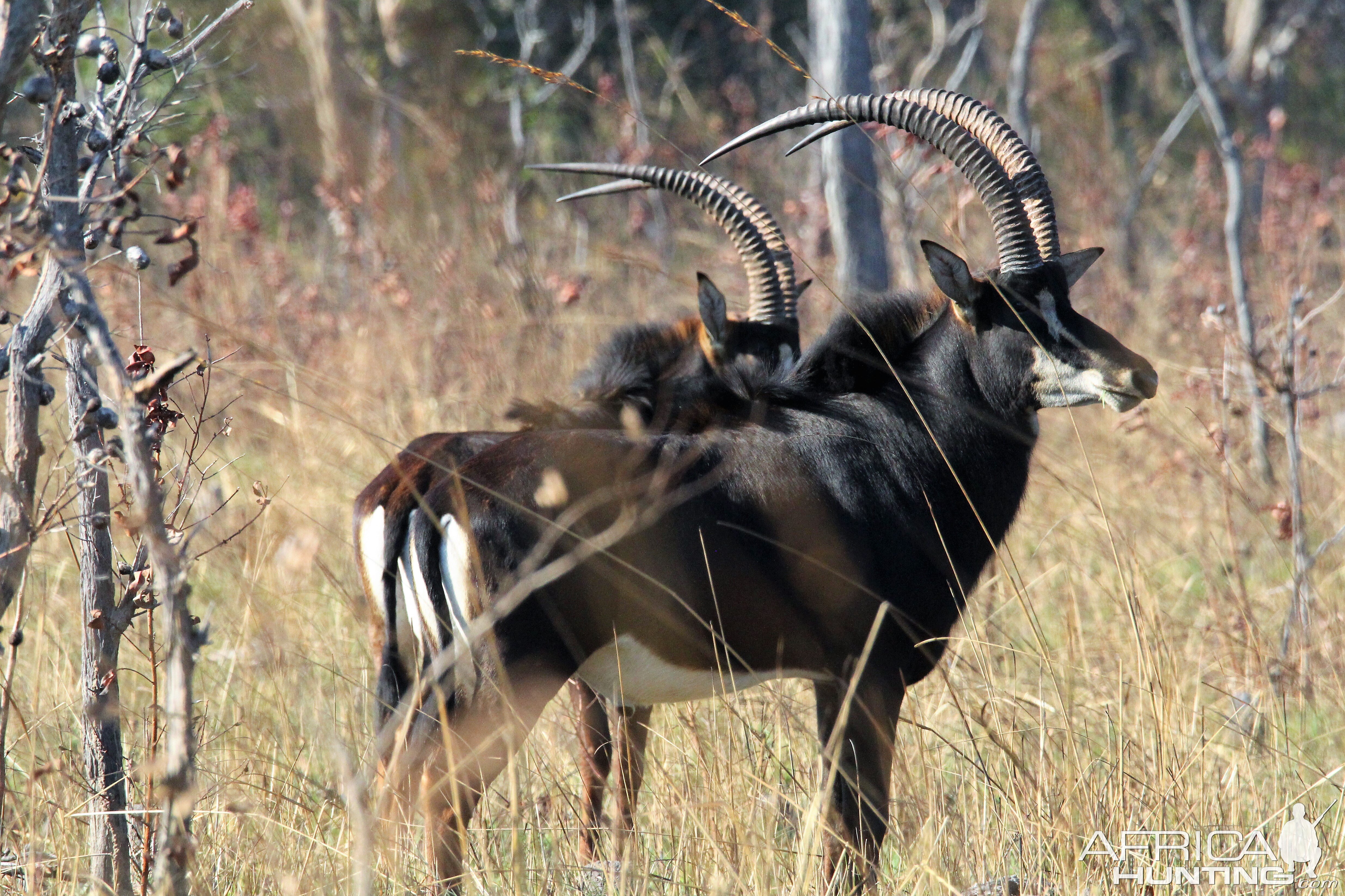 Sable Antelope Zambia