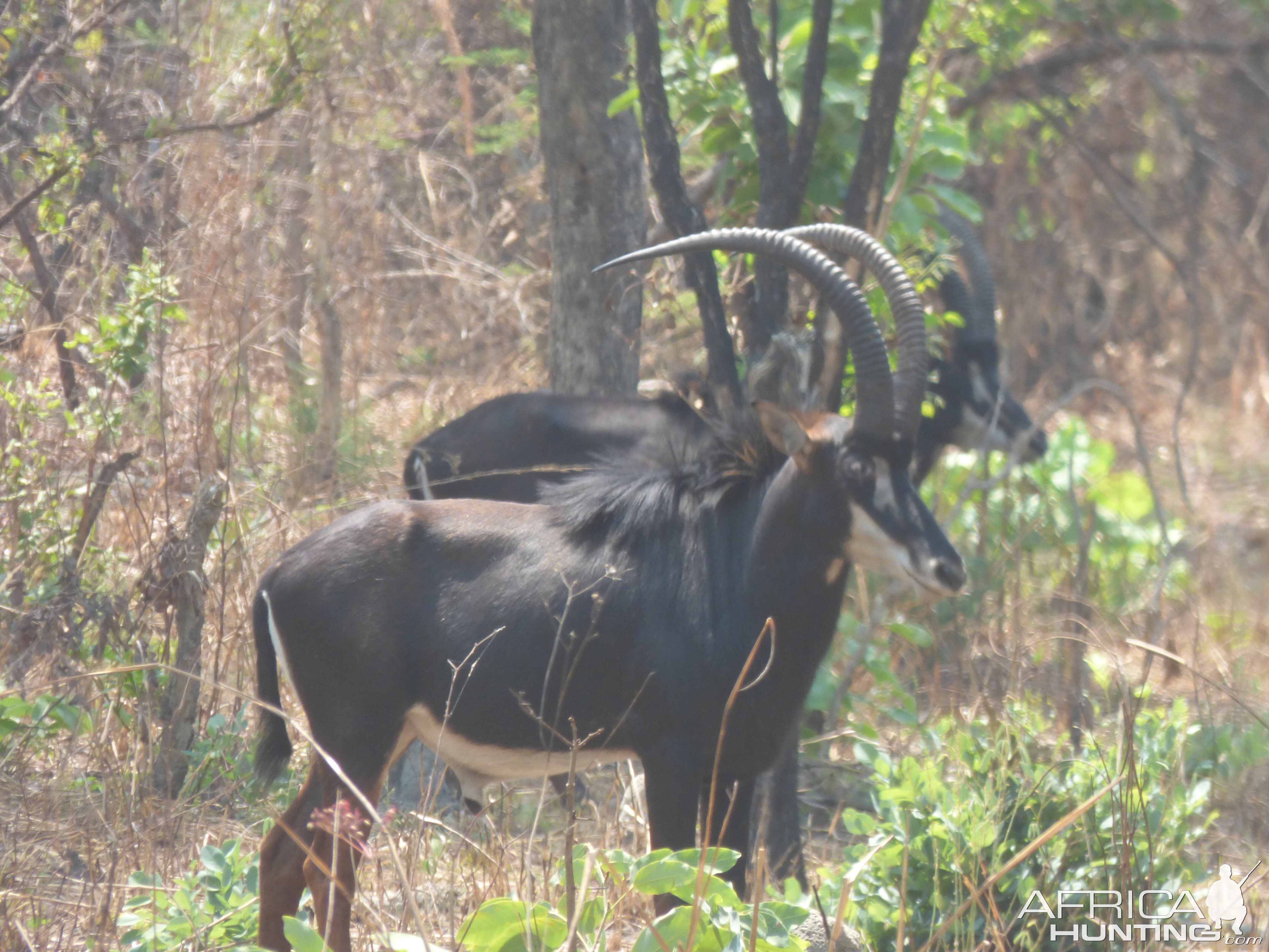 Sable Antelope Zambia