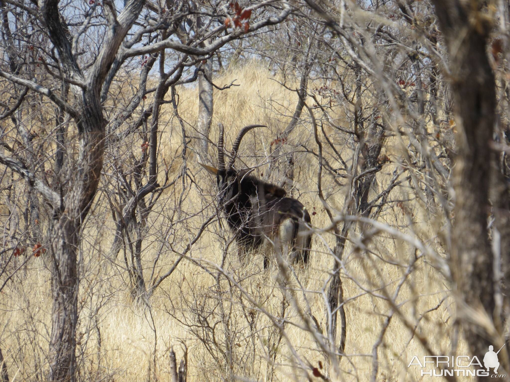 Sable Antelope Zimbabwe