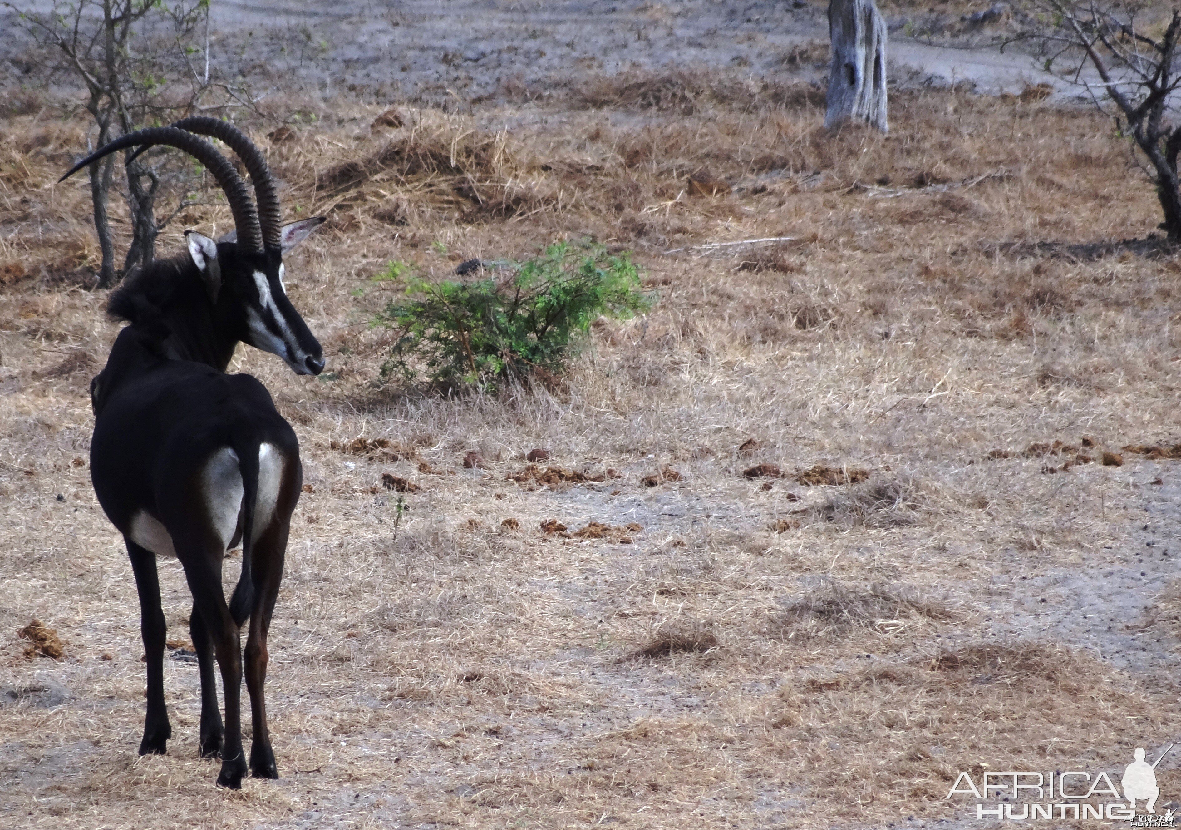 Sable Antelope