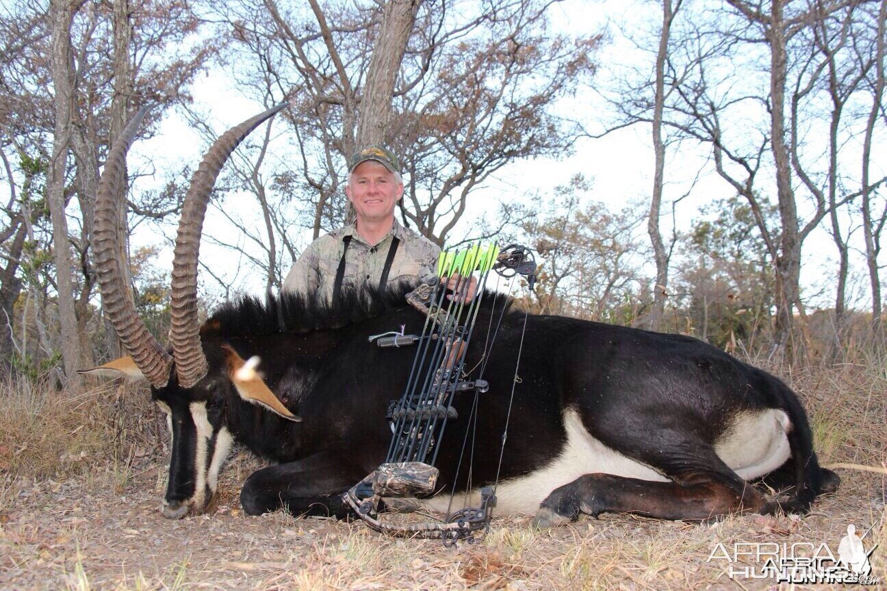 Sable antelope