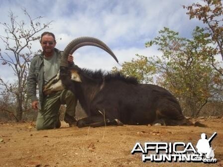 Sable Antelope