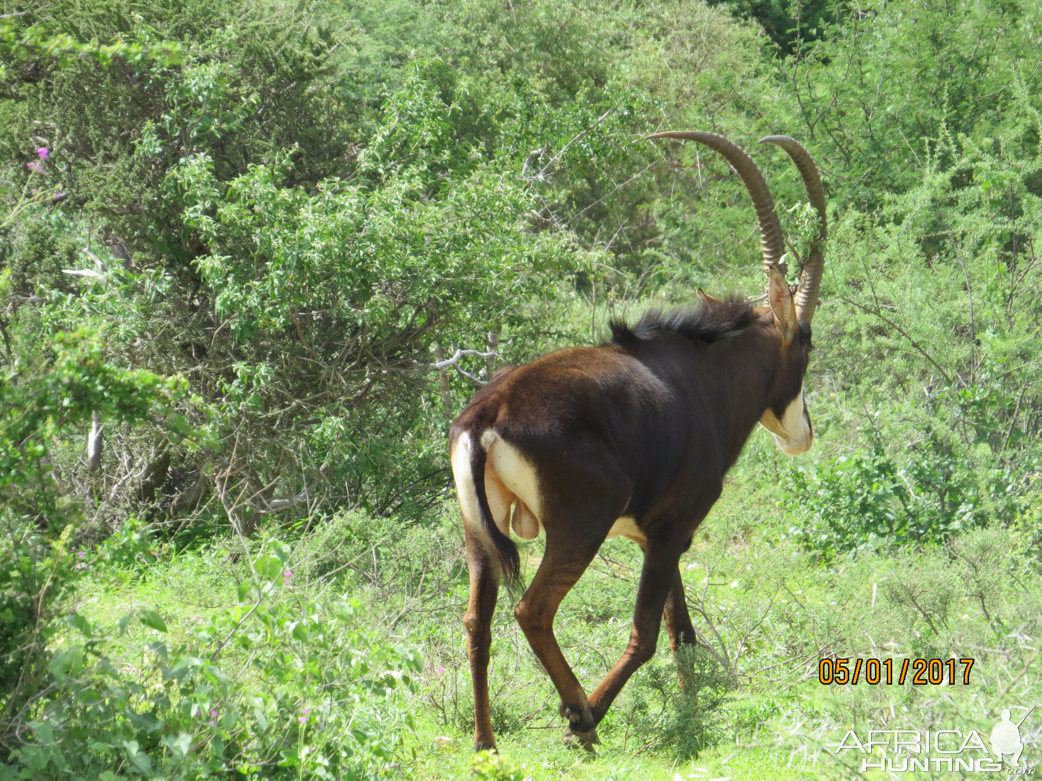 Sable Antelope