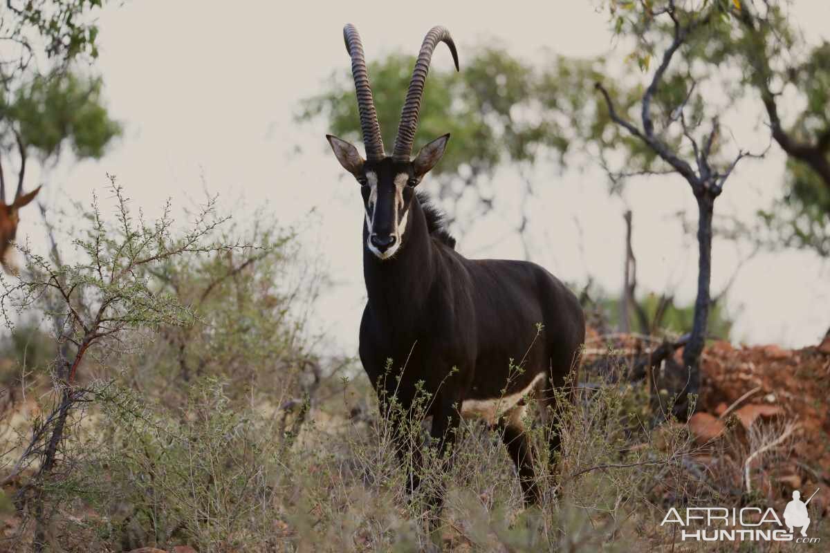 Sable Antelope