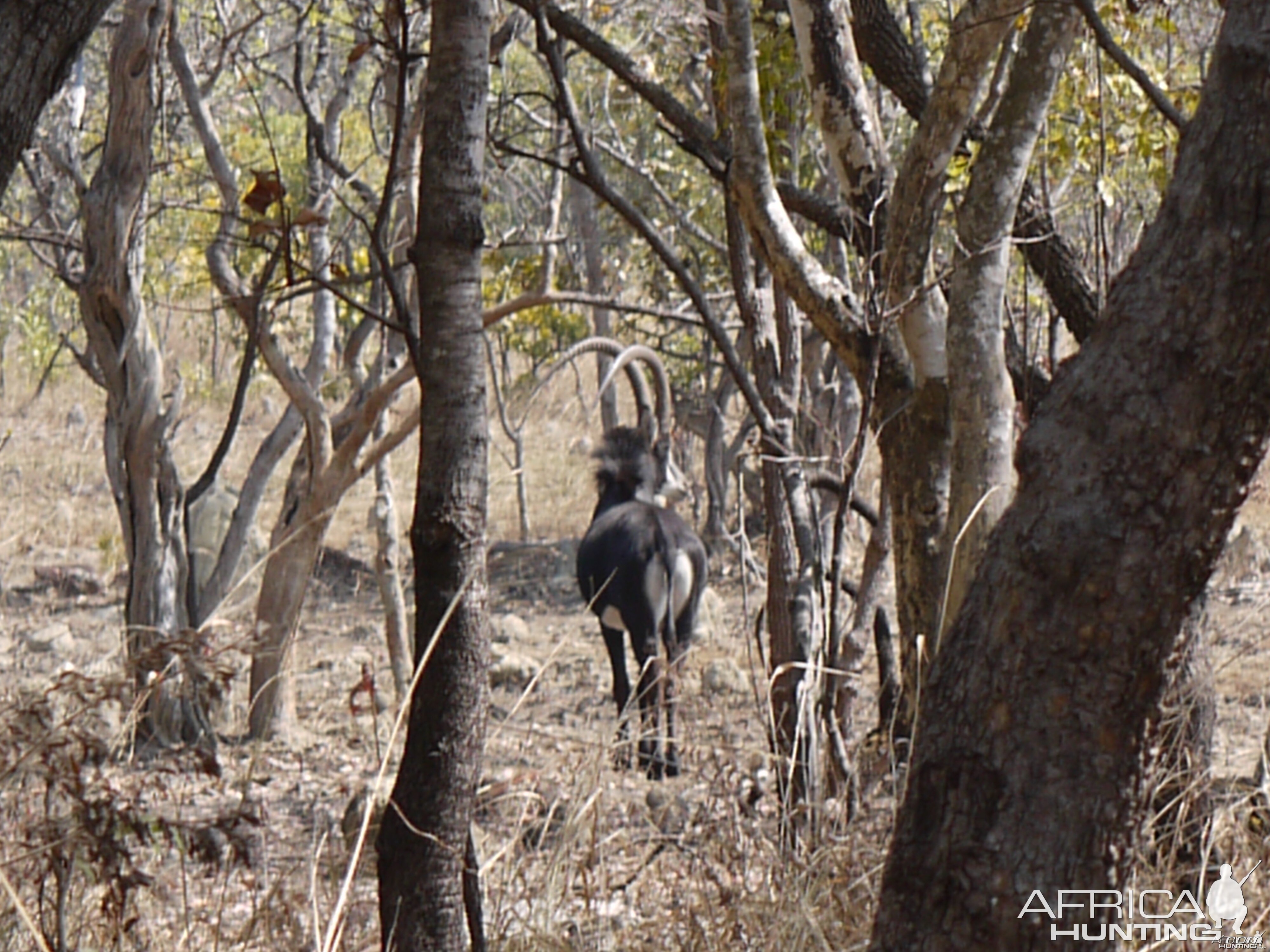 Sable at Takeri Private Reserve