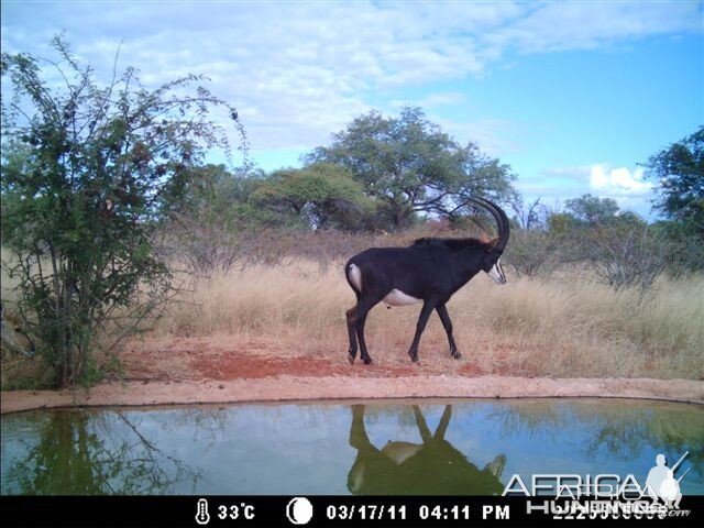 Sable at Tally Ho Game Ranch South Africa