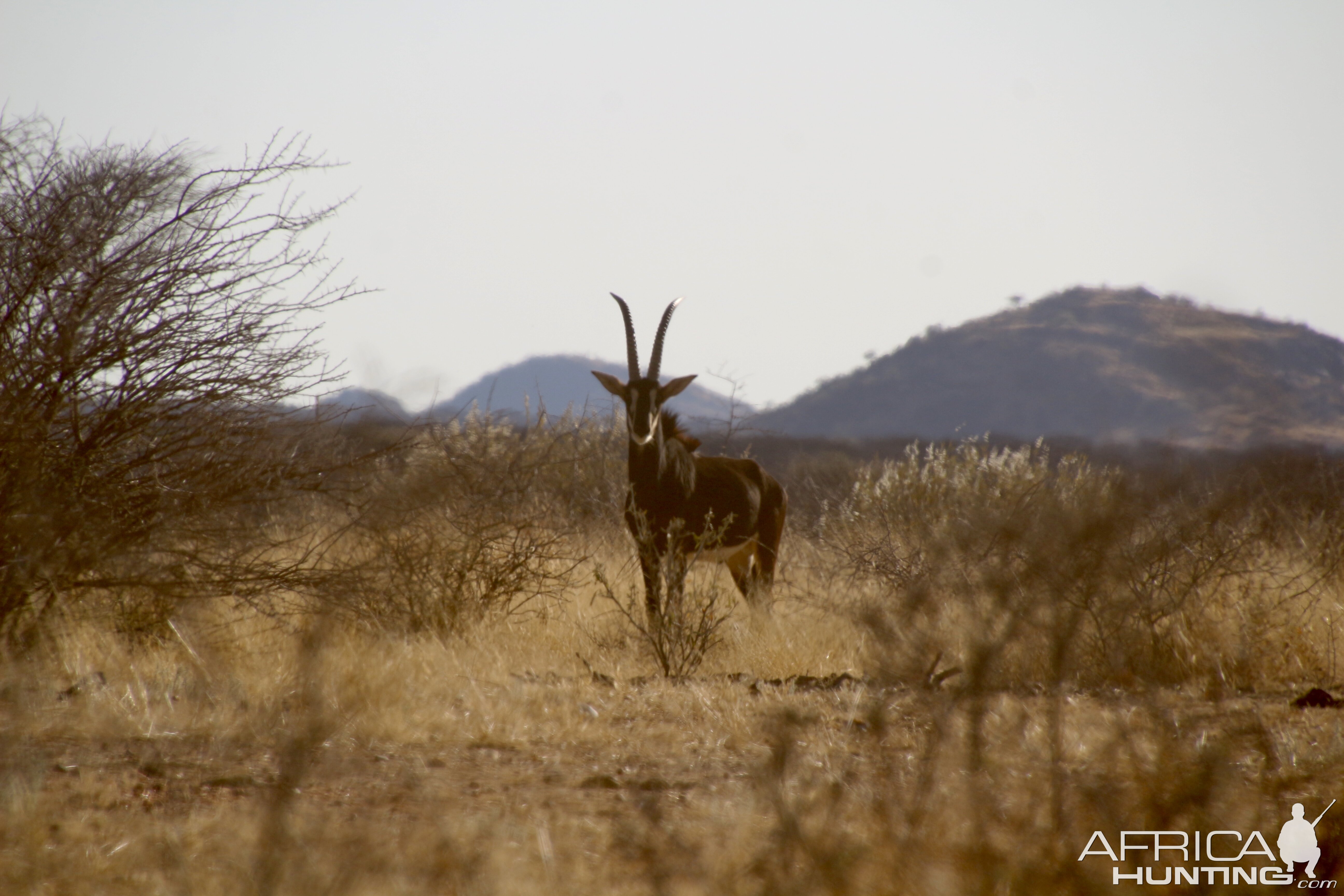 Sable at Zana Botes Safari