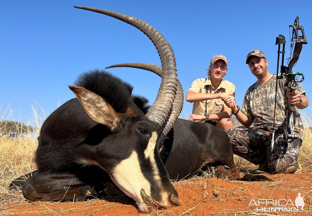 Sable Bow Hunt Limpopo South Africa