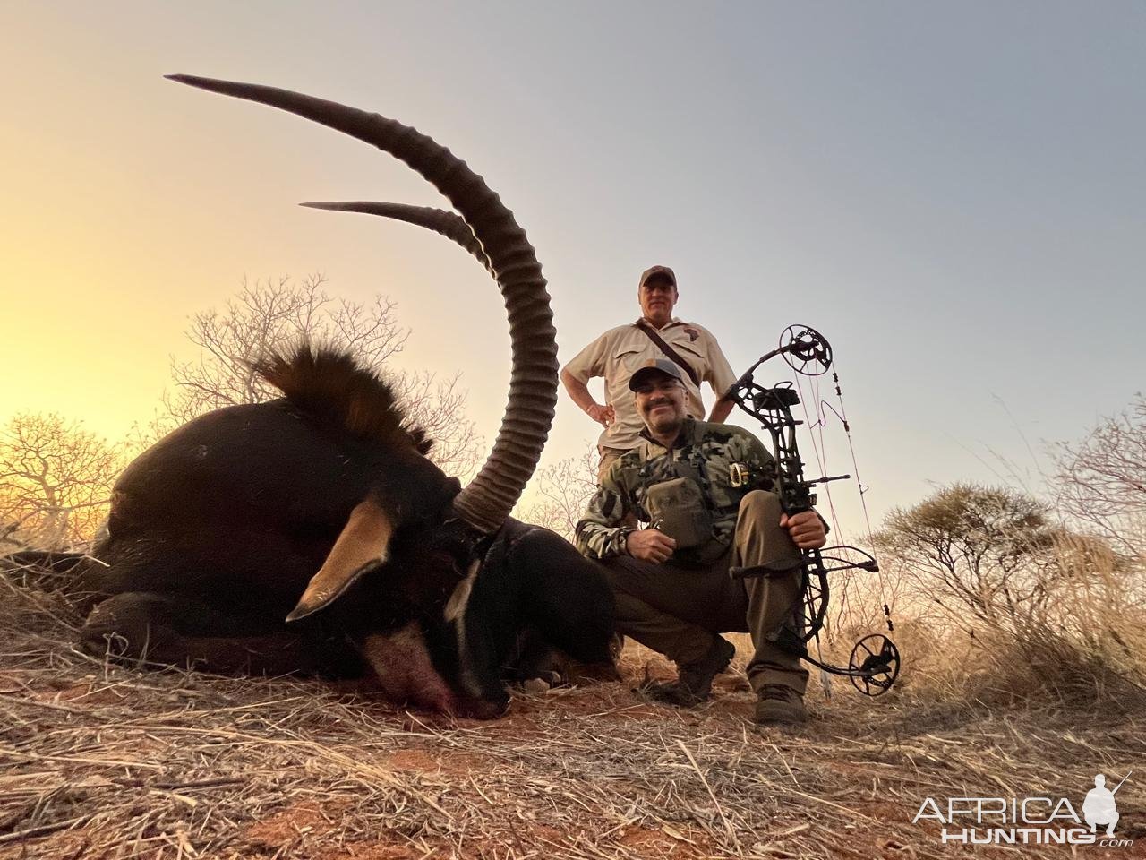 Sable Bow Hunt Limpopo South Africa