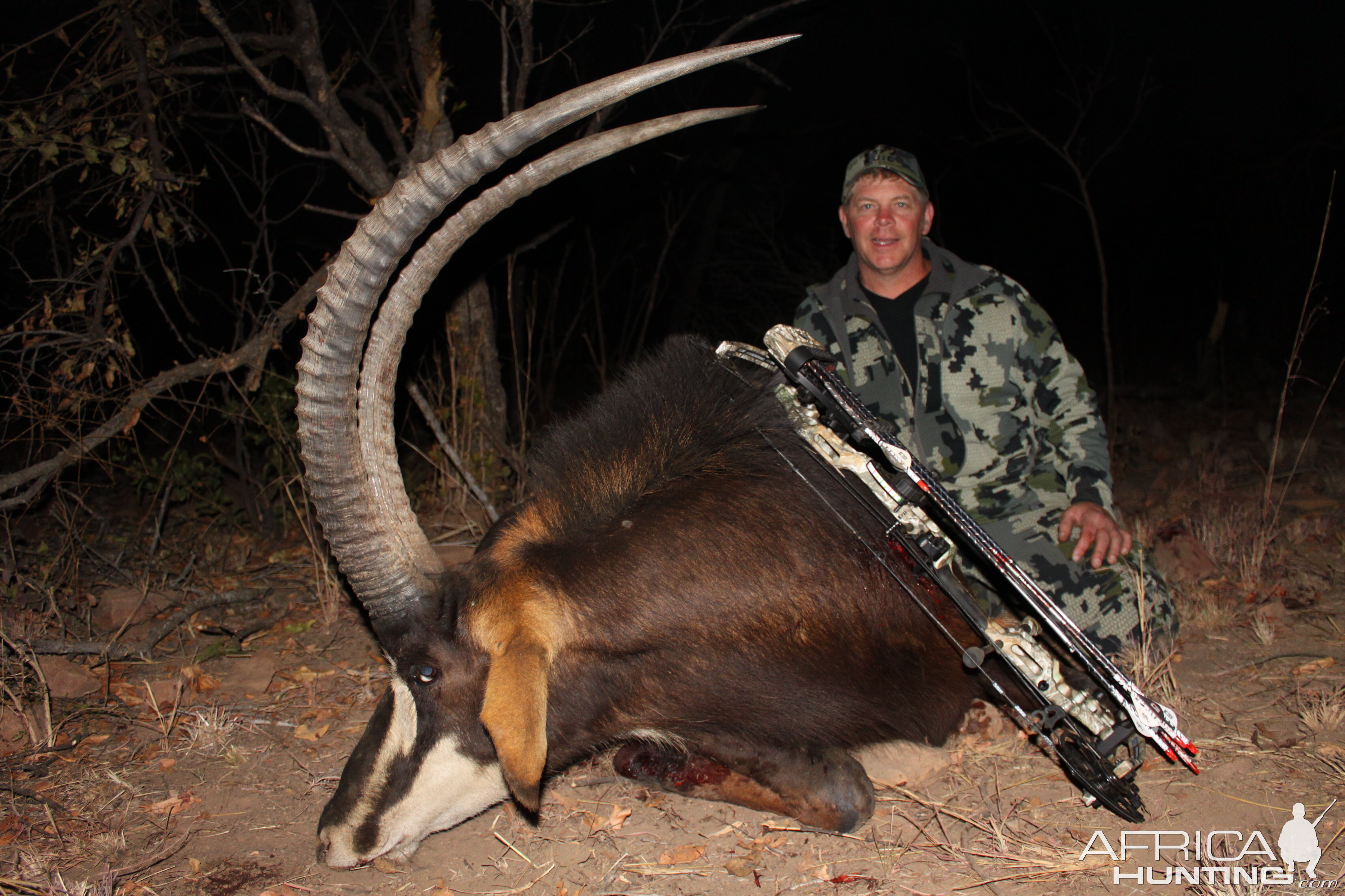 Sable Bow Hunt Waterberg Mountains Limpopo Province Of South Africa