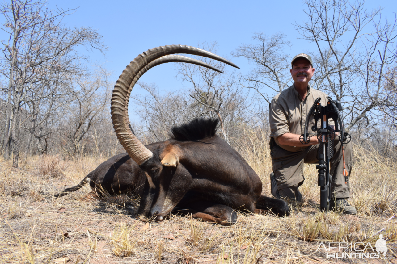 Sable Bow Hunt Waterberg Mountains Limpopo Province Of South Africa