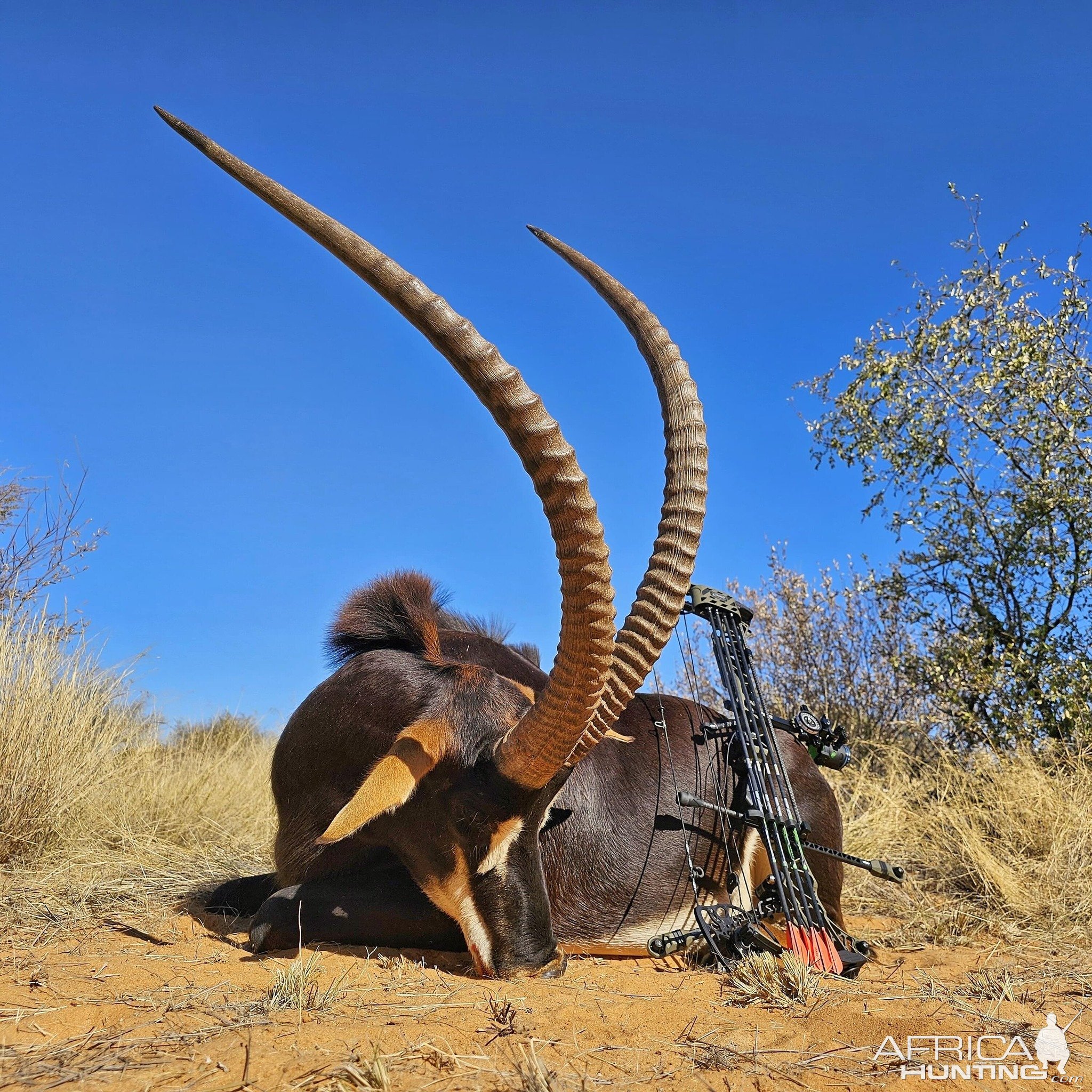 Sable Bow Hunting Kalahari South Africa