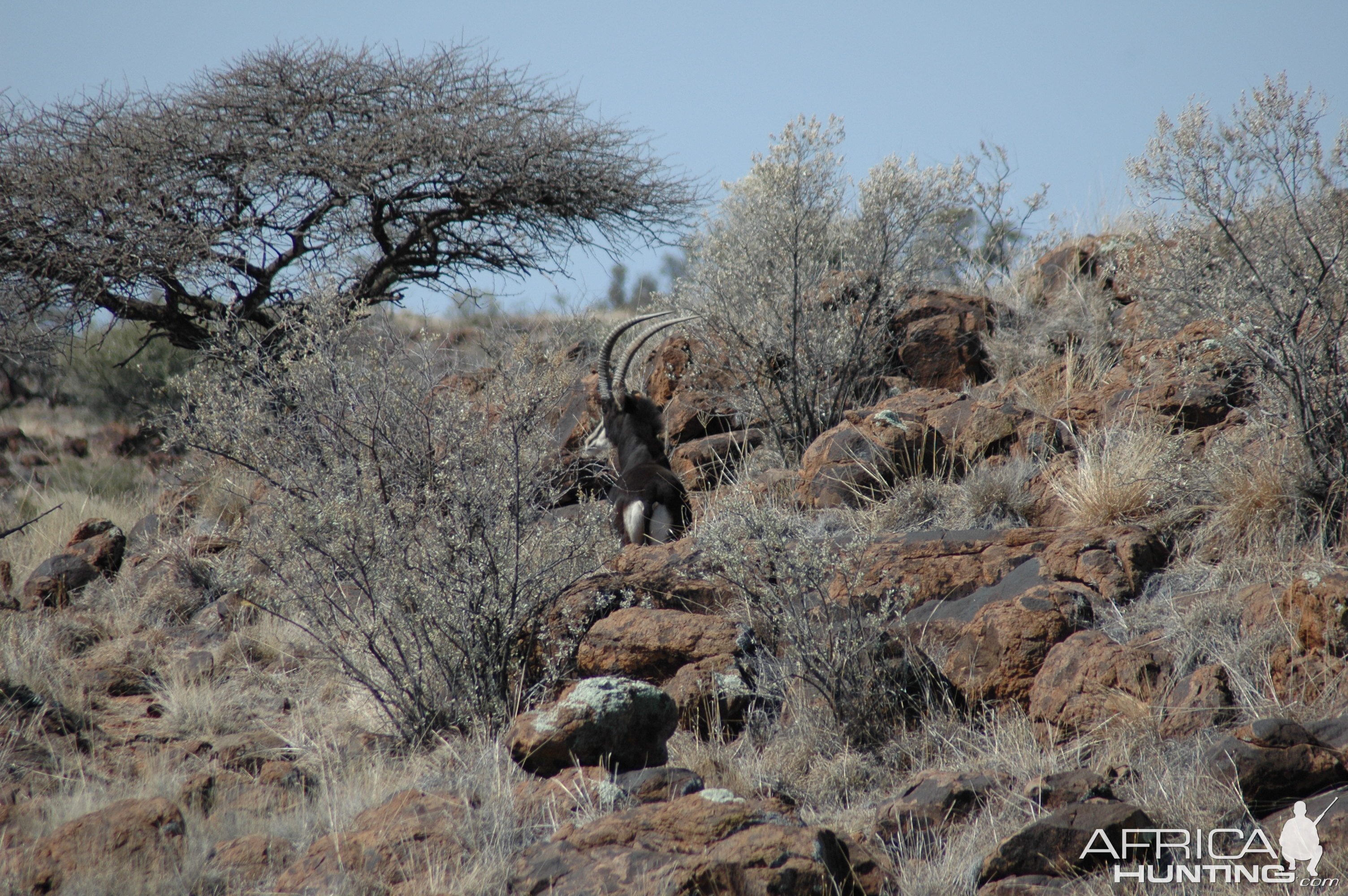 Sable bull at Wintershoek