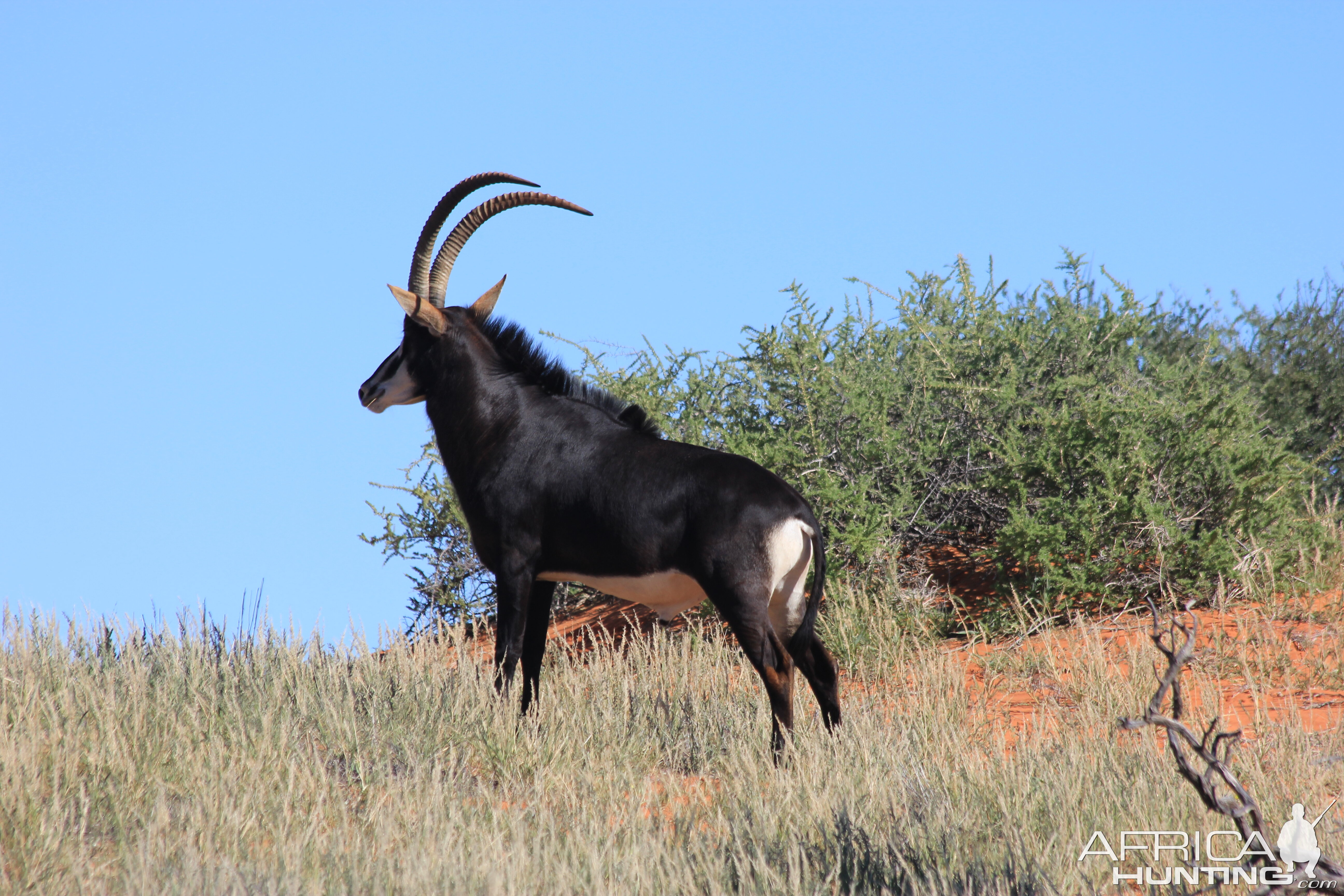 Sable Bull in the Kalahari