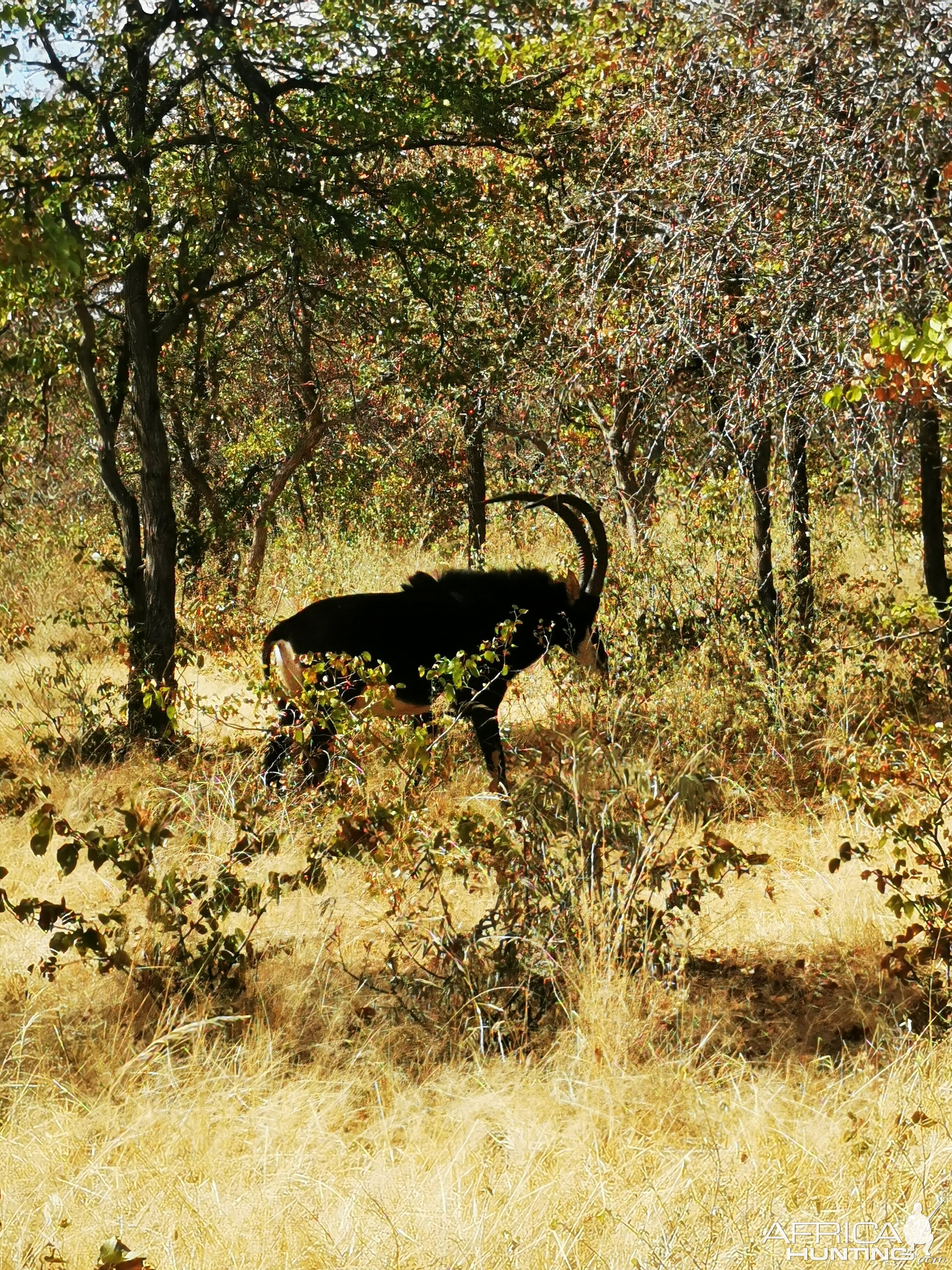 Sable Bull South Africa