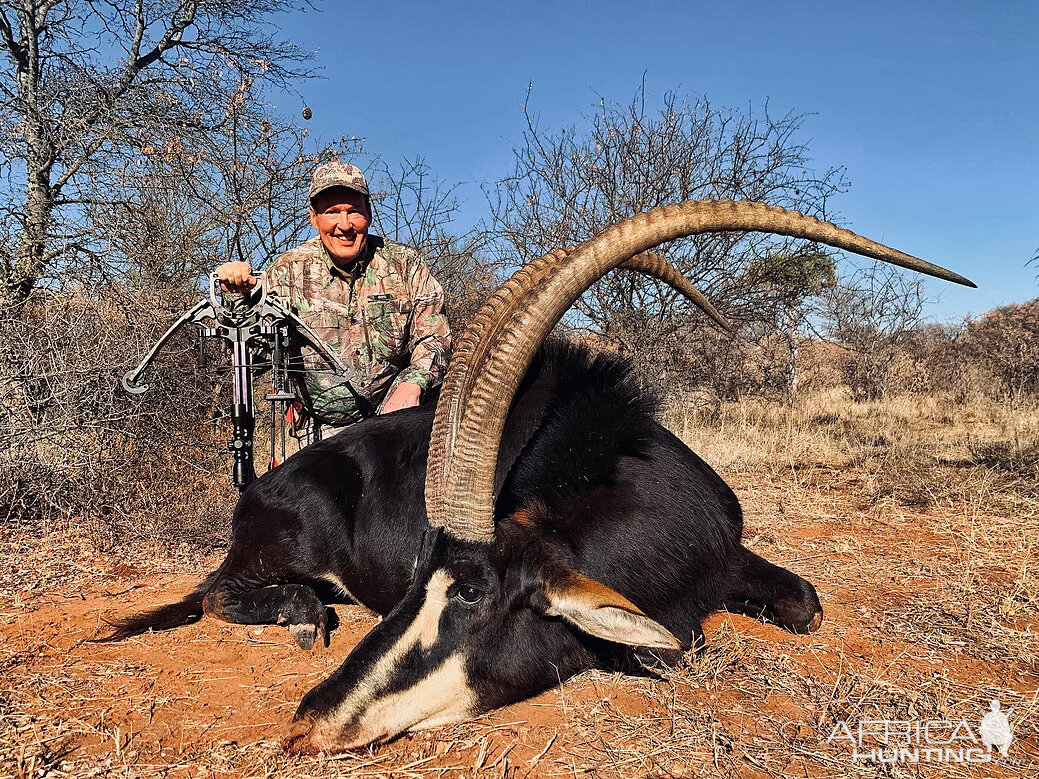 Sable Crossbow Hunting South Africa