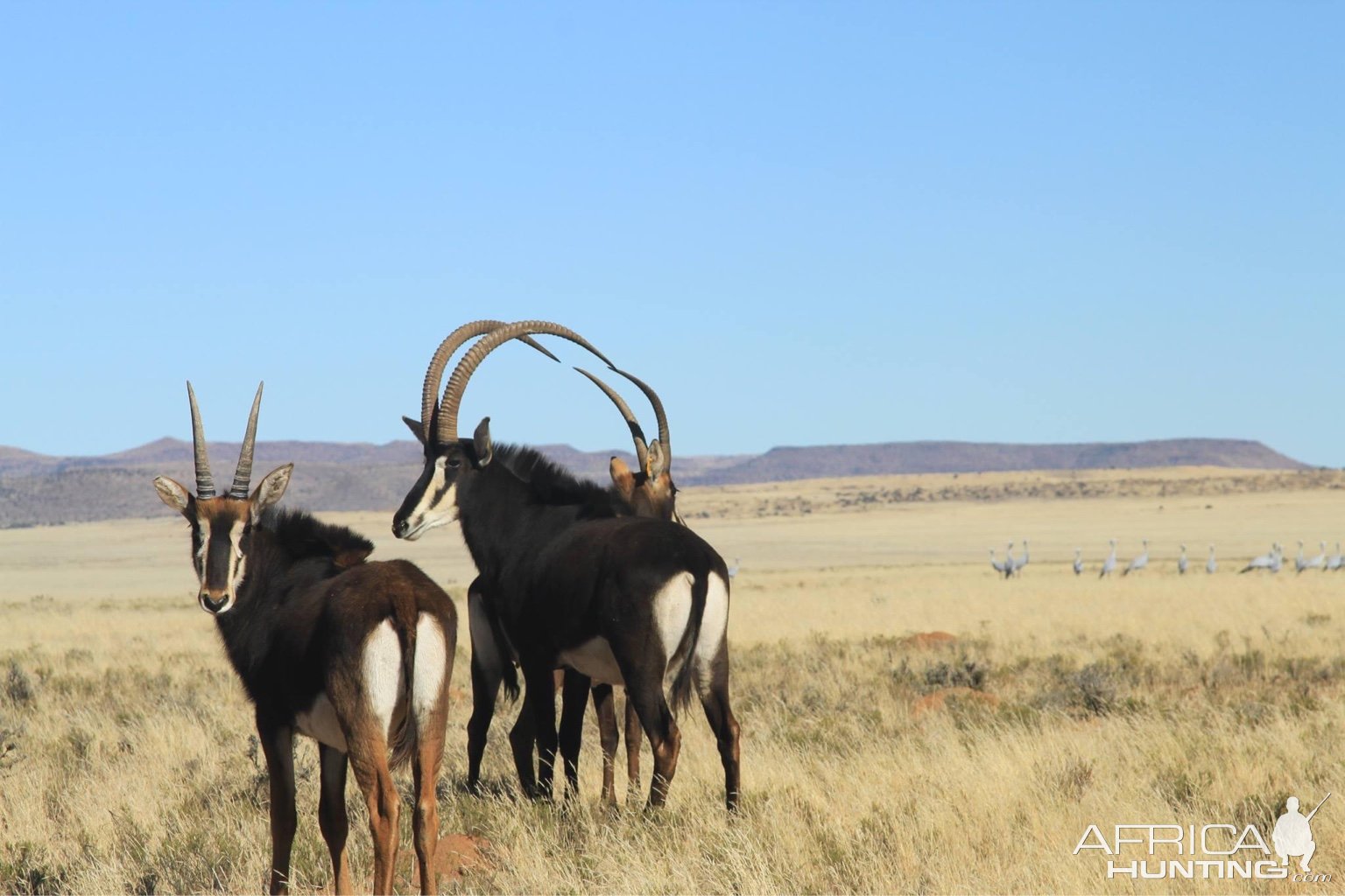 Sable Free State Province South Africa