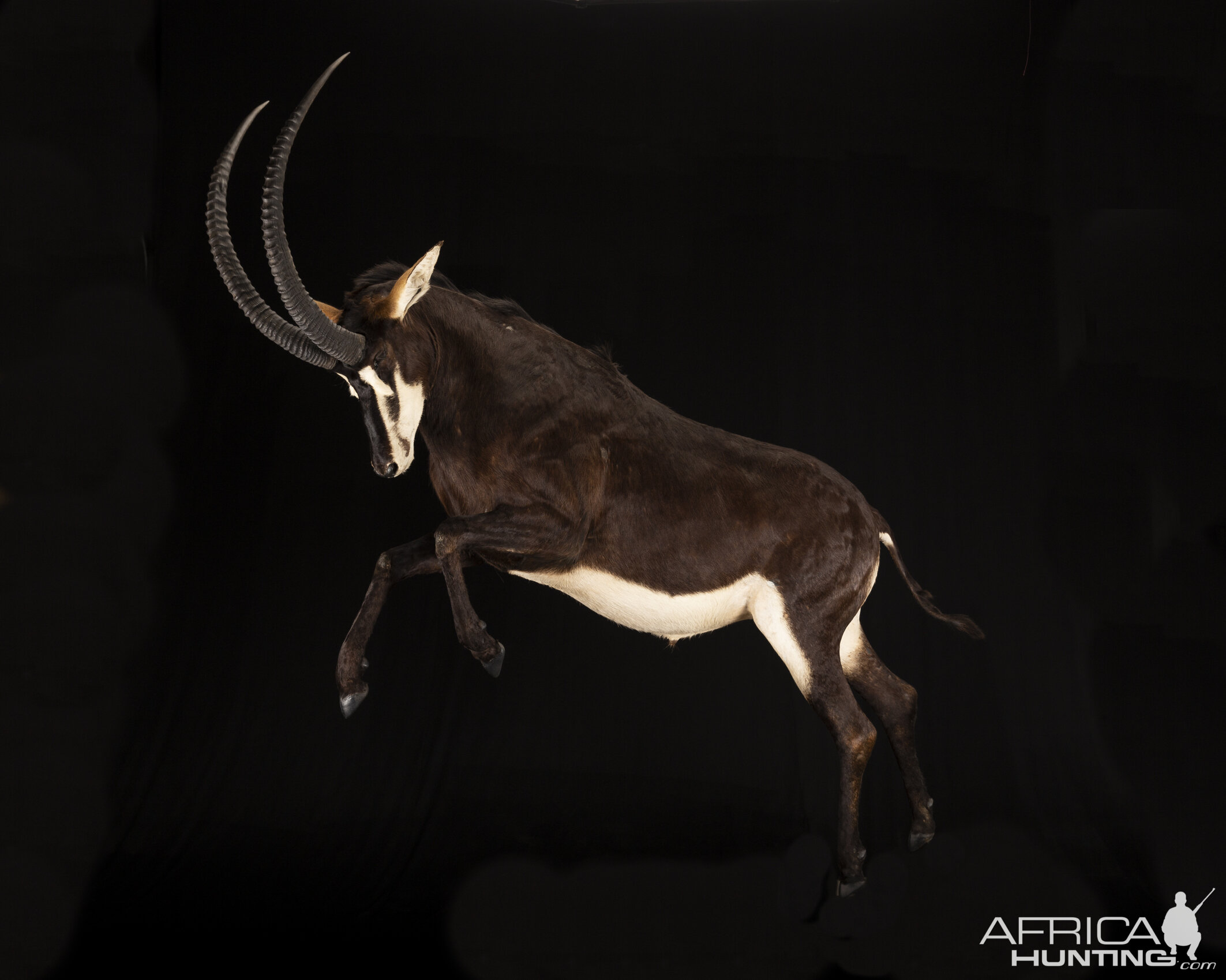 Sable Full Mount Taxidermy