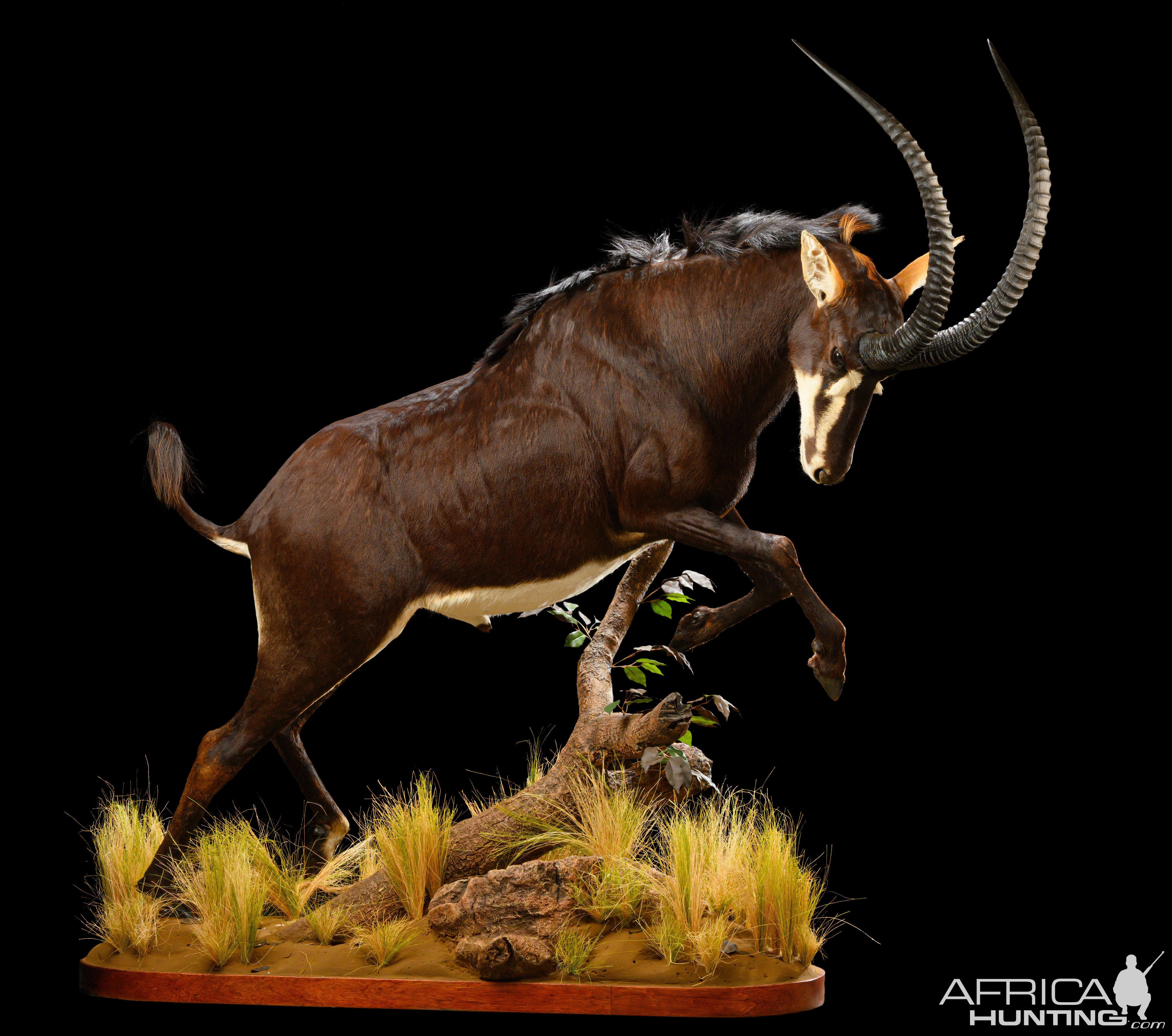 Sable Full Mount Taxidermy