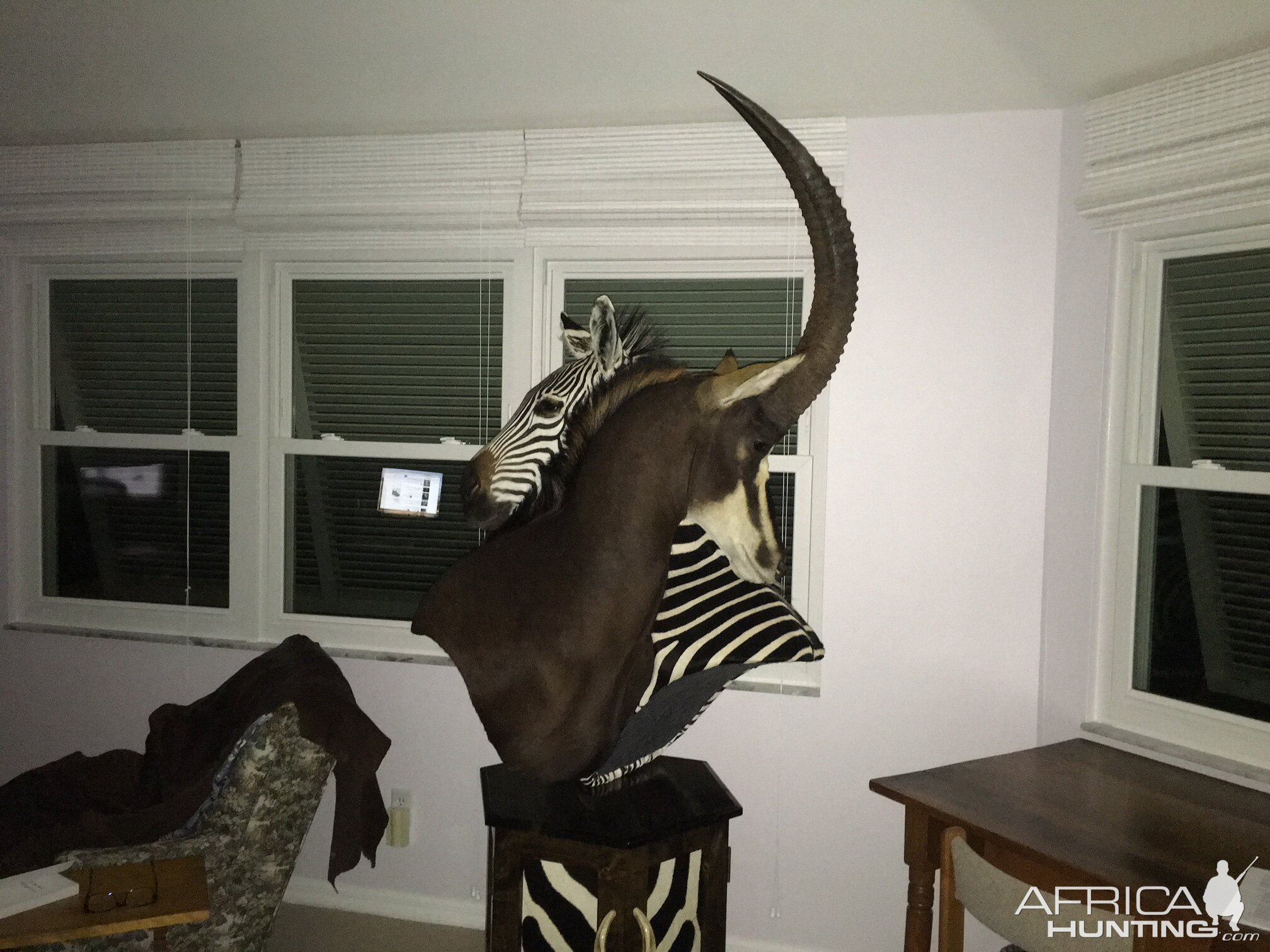 Sable & Hartmann's Mountain Zebra Shoulder Mounts Pedestal