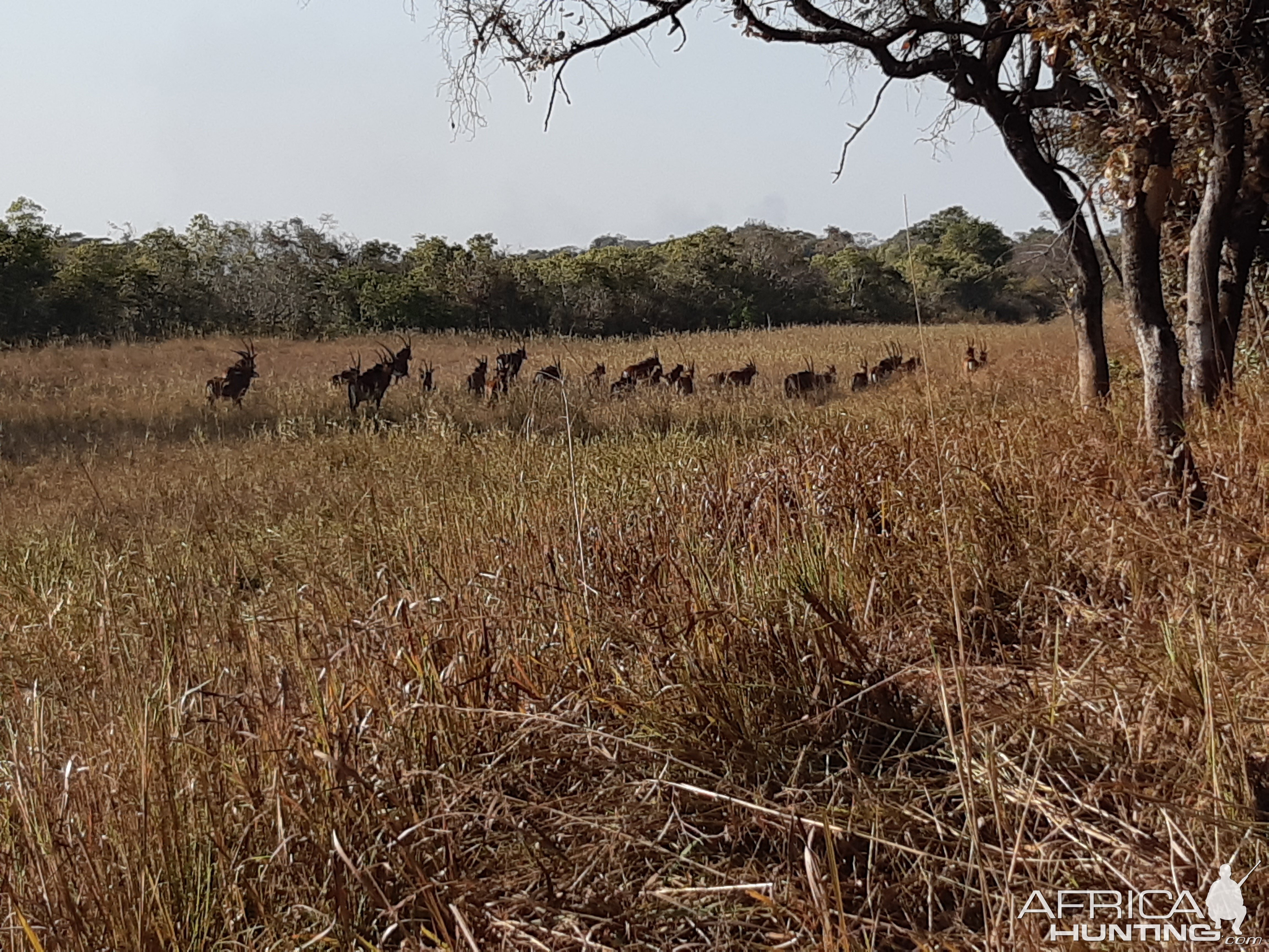 Sable Heard Zambia